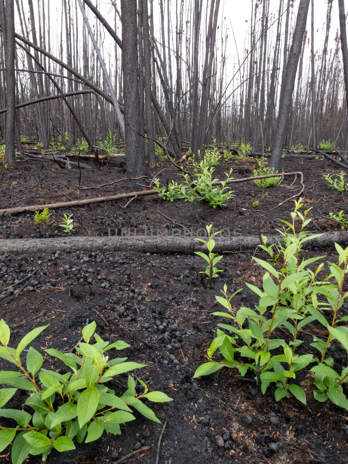 Recent burn of boreal forest by PiLens