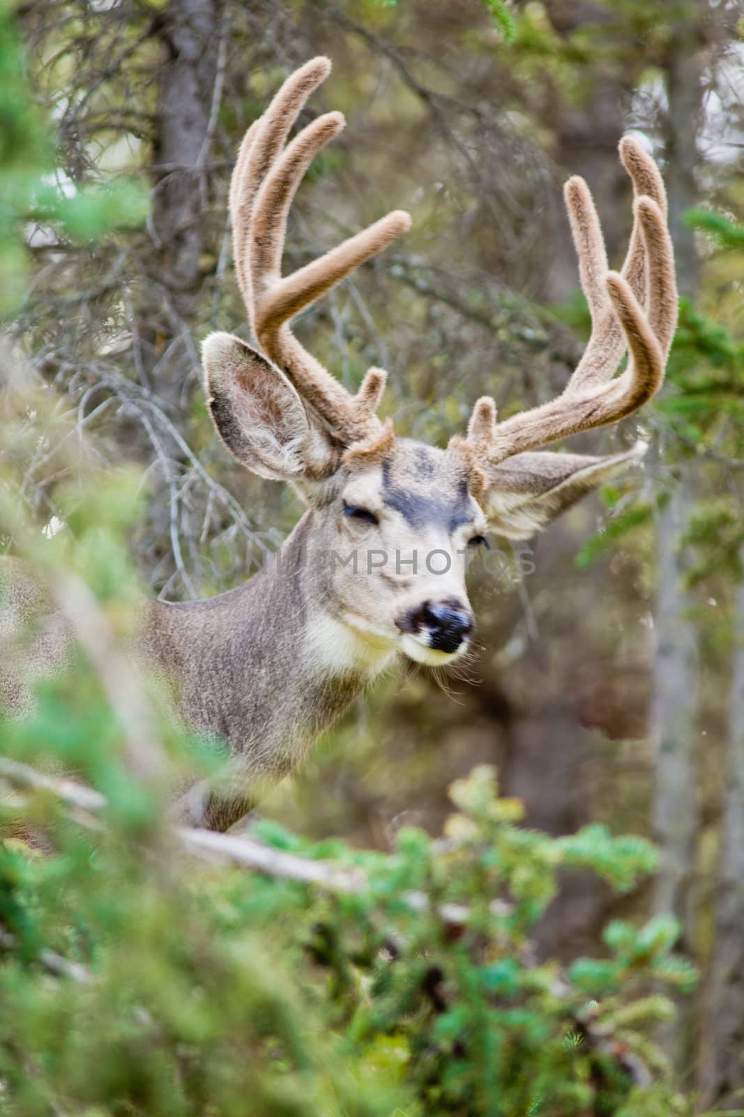 Portrait of mule deer buck (Odocoileus hemionus) with velvet antler showing a funny face.