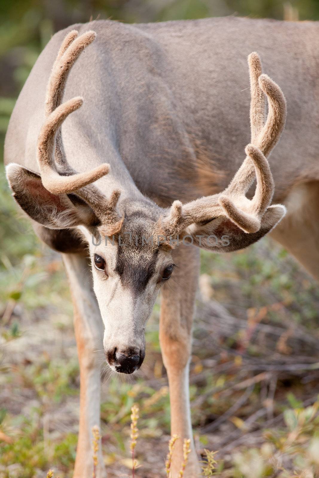 Majestic mule deer buck (Odocoileus hemionus) with velvet antler grazing in the woods.