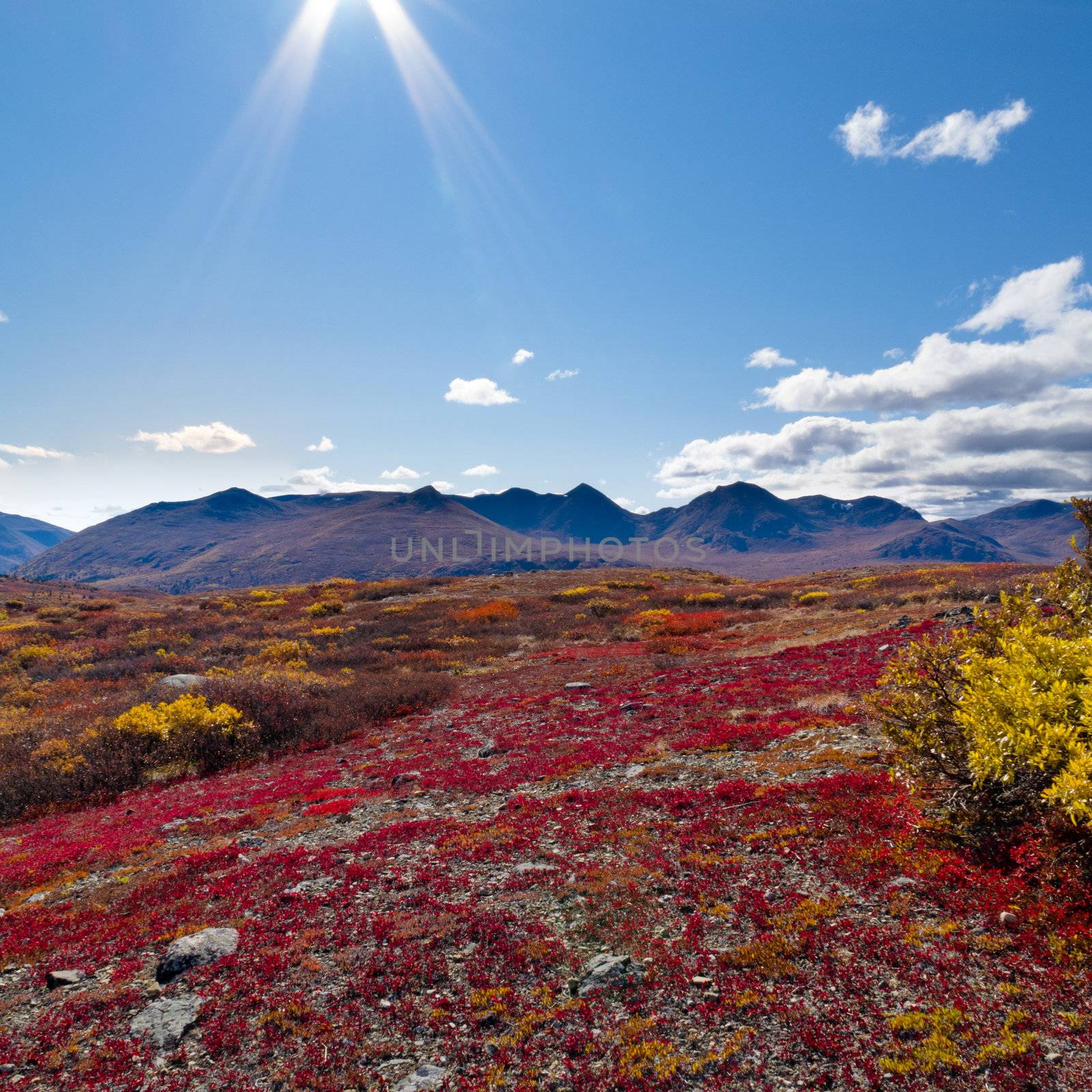 Fall-colored alpine tundra landscape in the Yukon Territory, Canada.