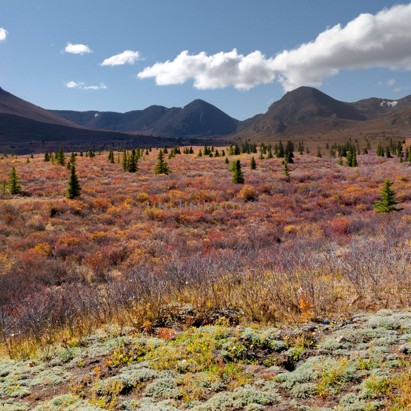 Fall-colored alpine tundra landscape in the Yukon Territory, Canada.