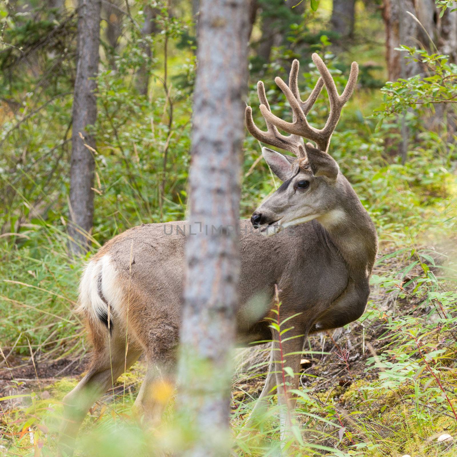 Majestic mule deer buck (Odocoileus hemionus) with velvet antler browsing the woods.
