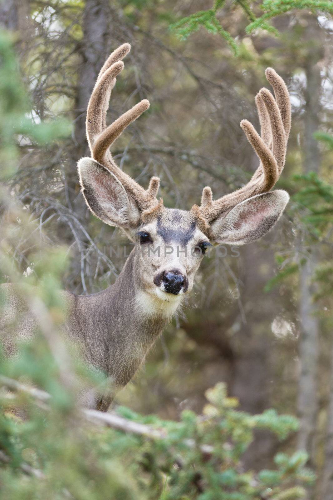 Portrait of mule deer buck with velvet antler by PiLens