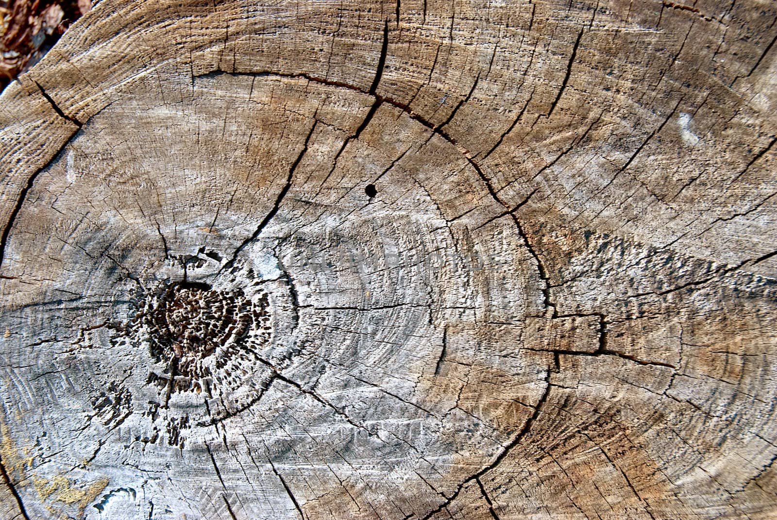 Old pine tree cut texture.