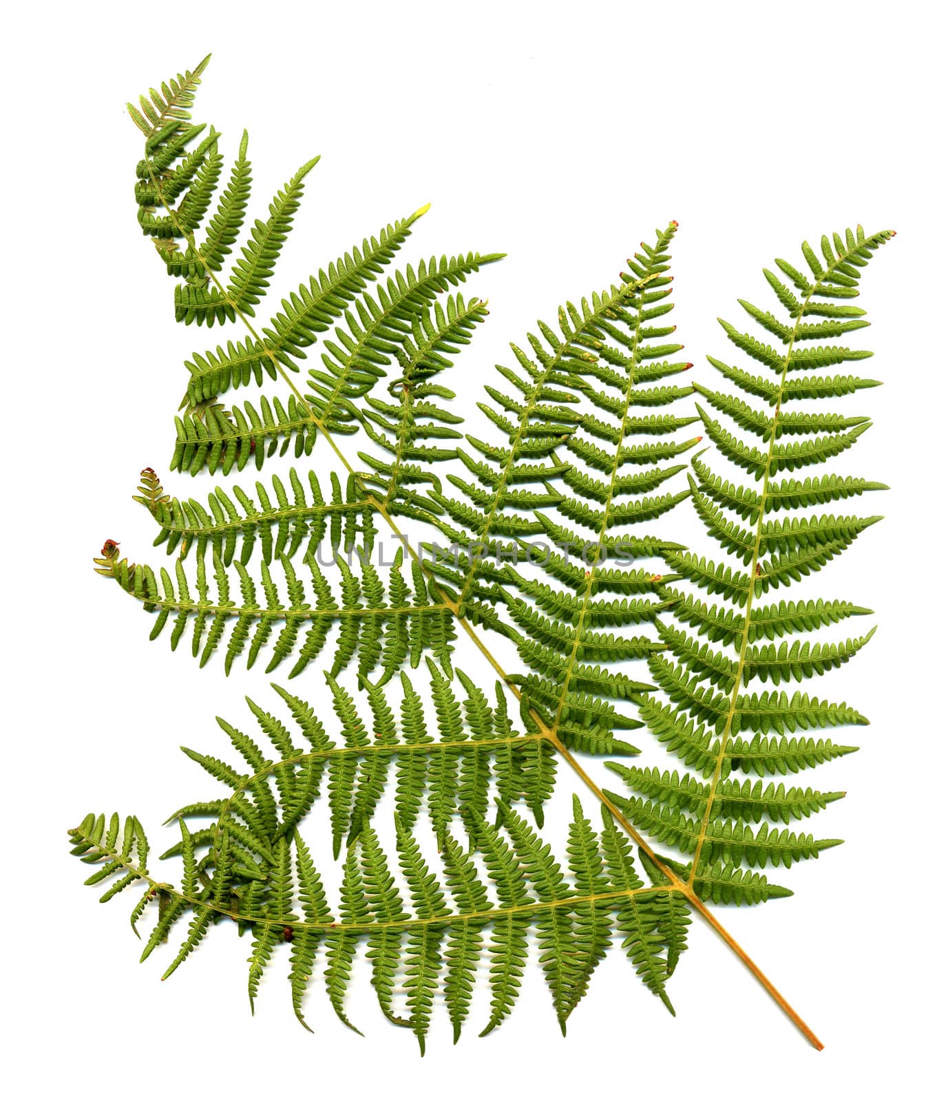 Fern leaf isolated on white background.