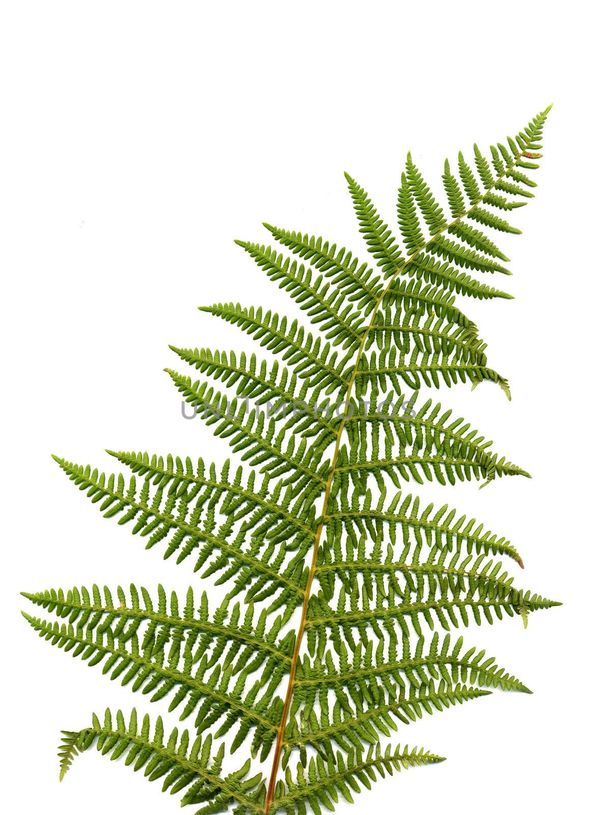 Fern leaf isolated on white background.