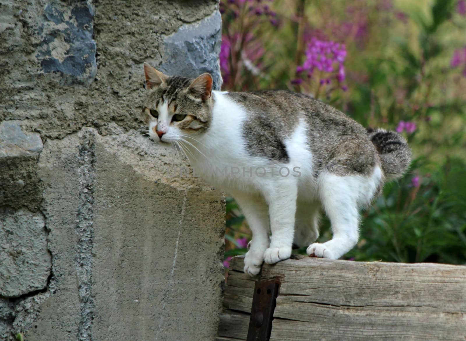 Wild white and grey cat standing on a piece of wood next to a wall and ready to jump