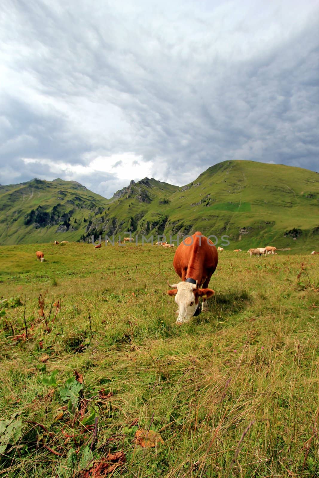 White and brown cows eating the grass of Alps mountains by cloudy summer day, Switzerland