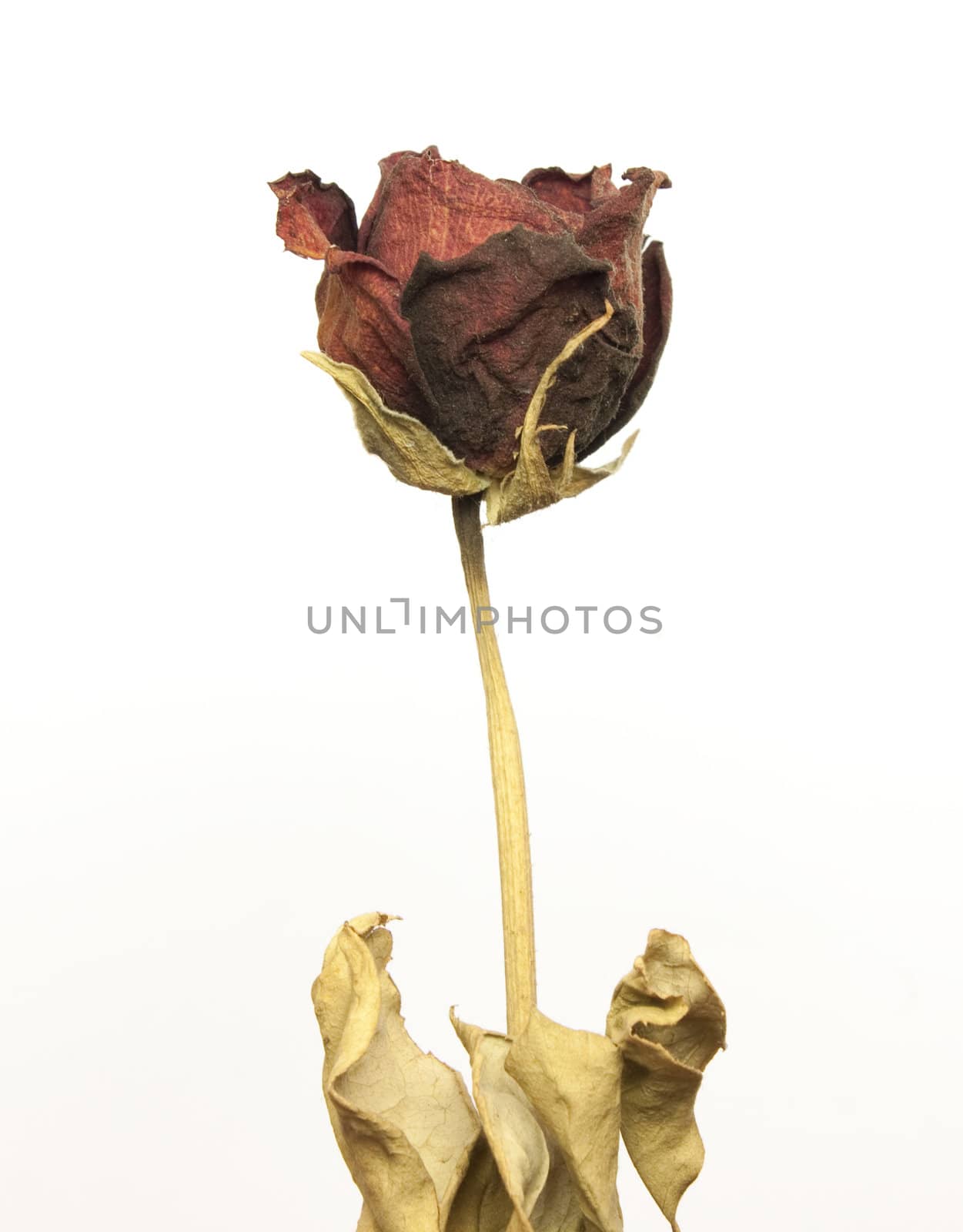 Beautiful dried red rose by Arsen