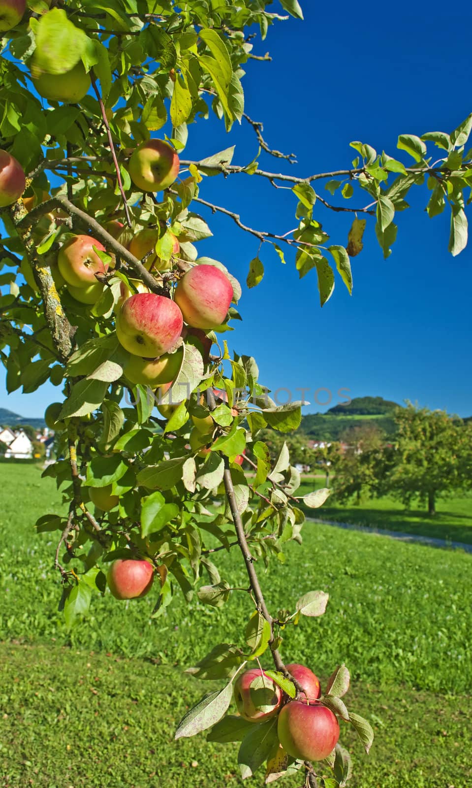 apple tree