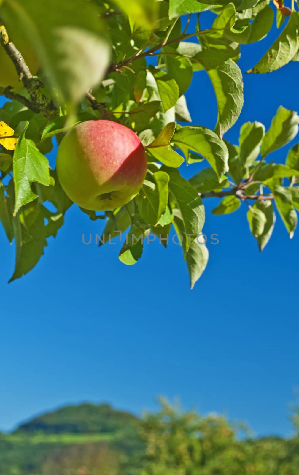 apple with blue sky by Jochen