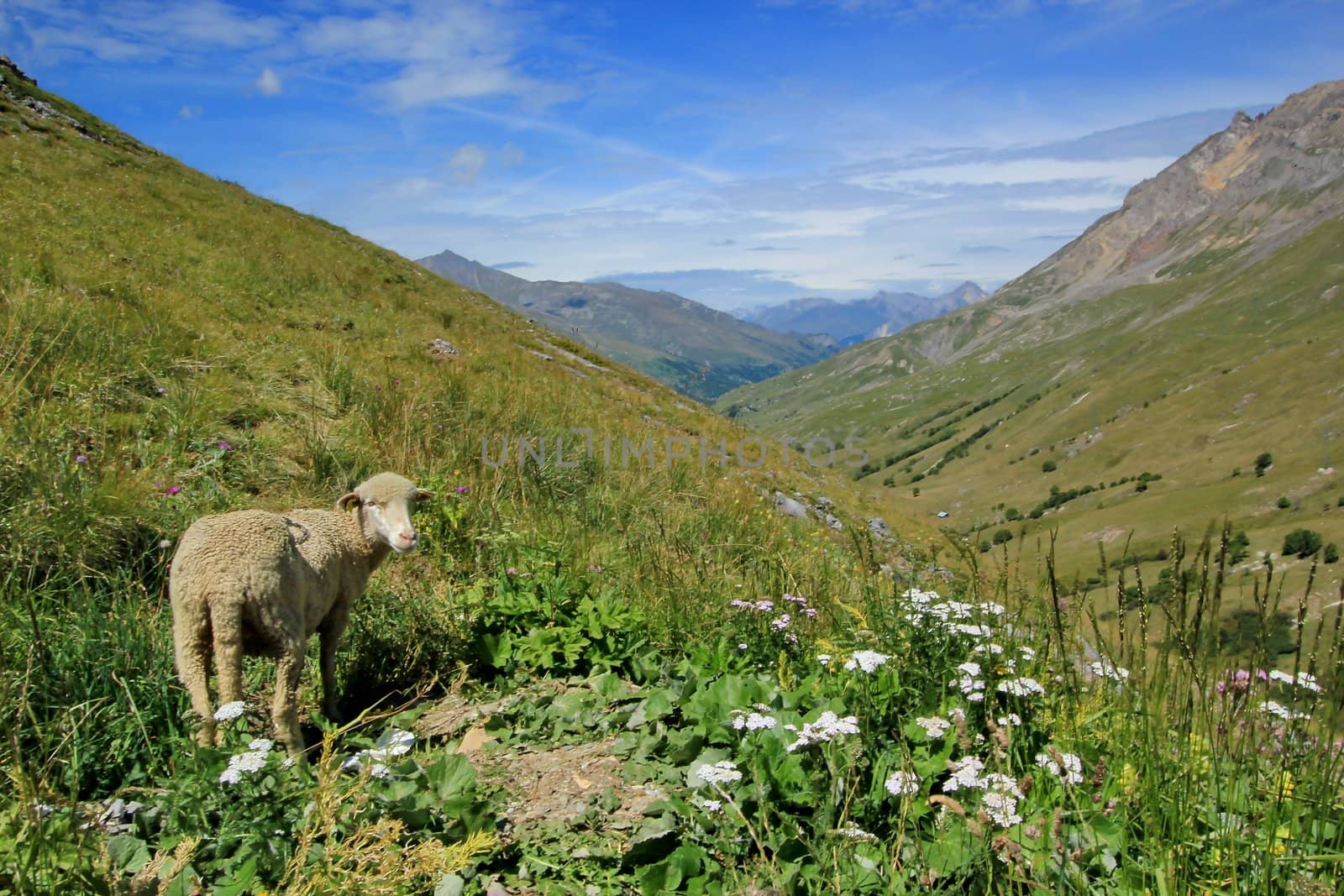 Landscape of the mountain with a white sheep, the rocks, grass and flowers at the Galibier pass, France, by summer