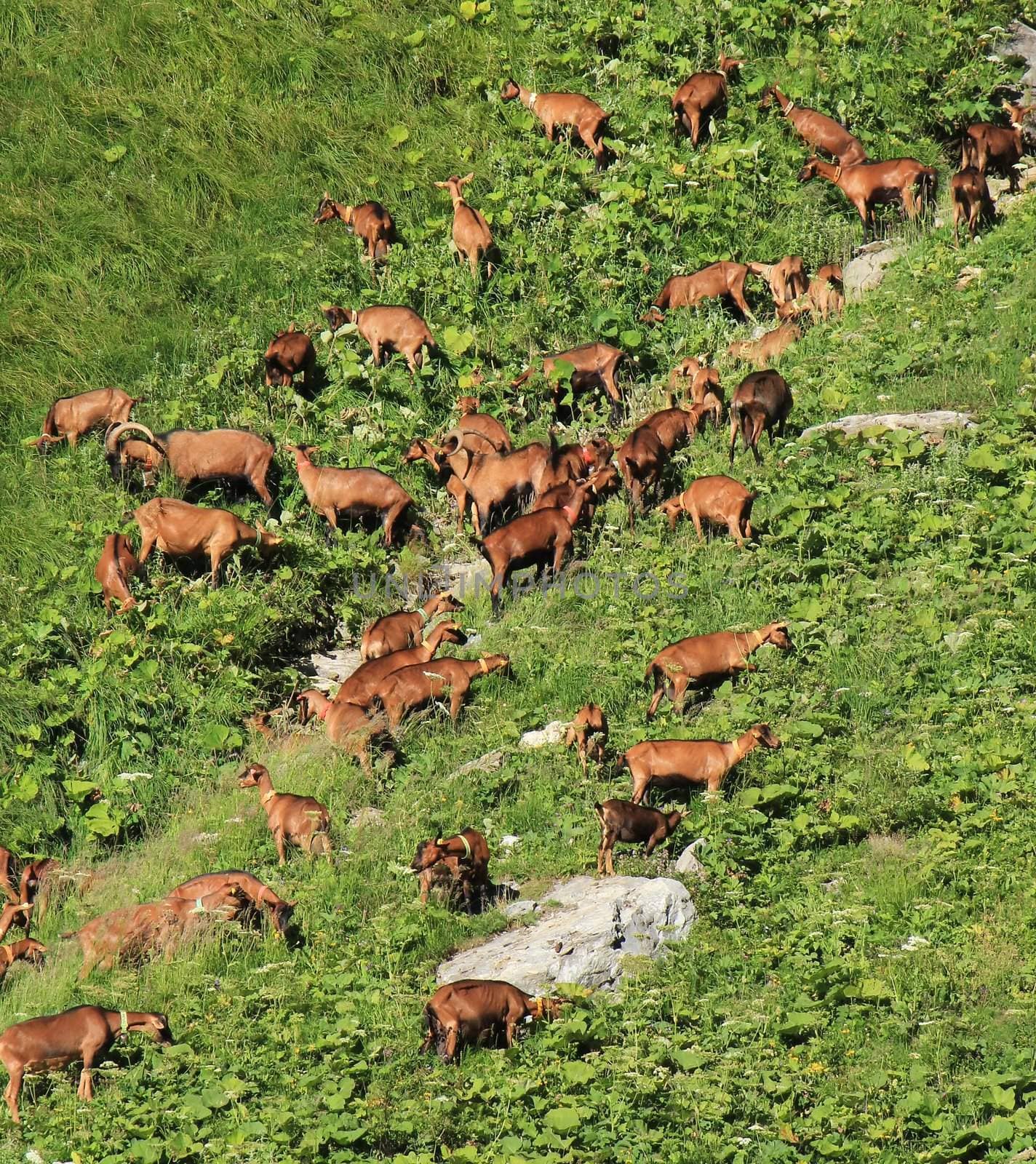 Hred of brown goats eating the green grass of the mountain