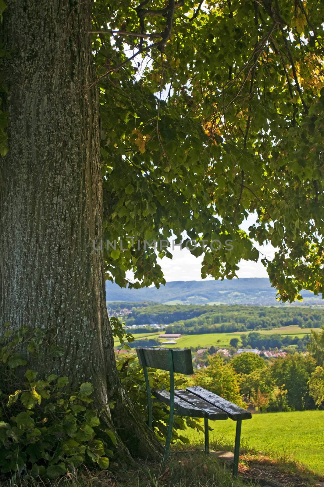 park bench under old lime tree