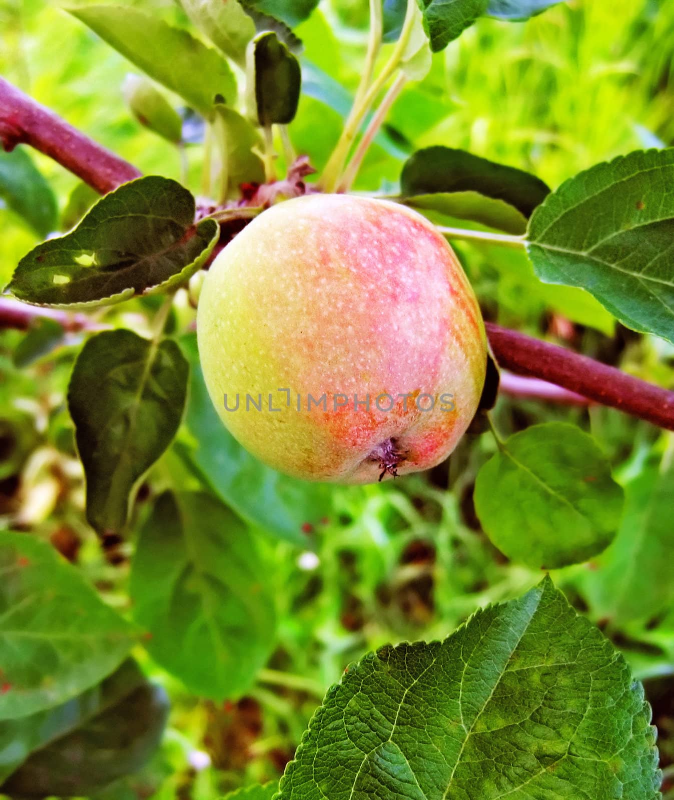 On the center of a photo a green apple with red side on a green dim background from leaves.