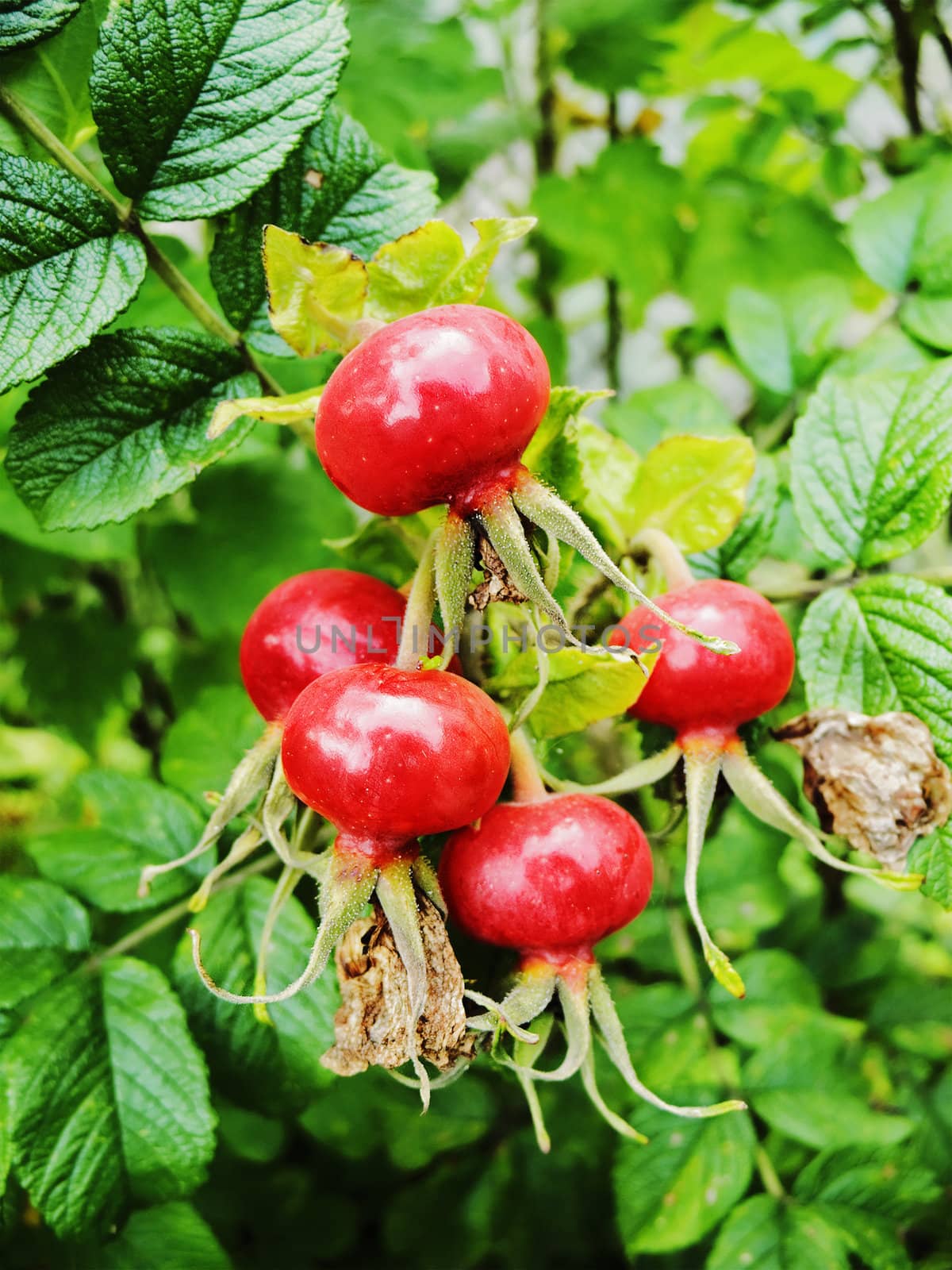 the bright red hips among green leaves