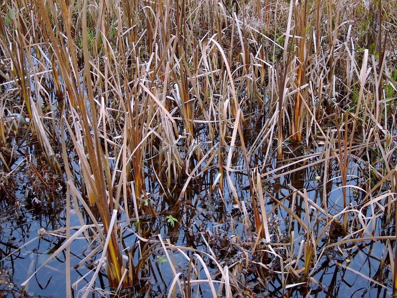 Dry cane on the river coast among water reflecting the sky