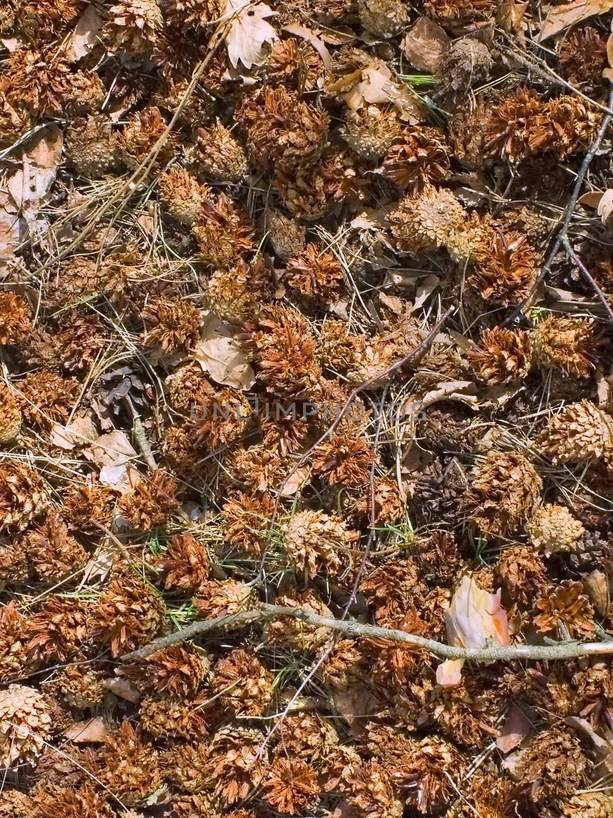 The woodpecker gets seeds of a pine and throws empty cones on the ground
