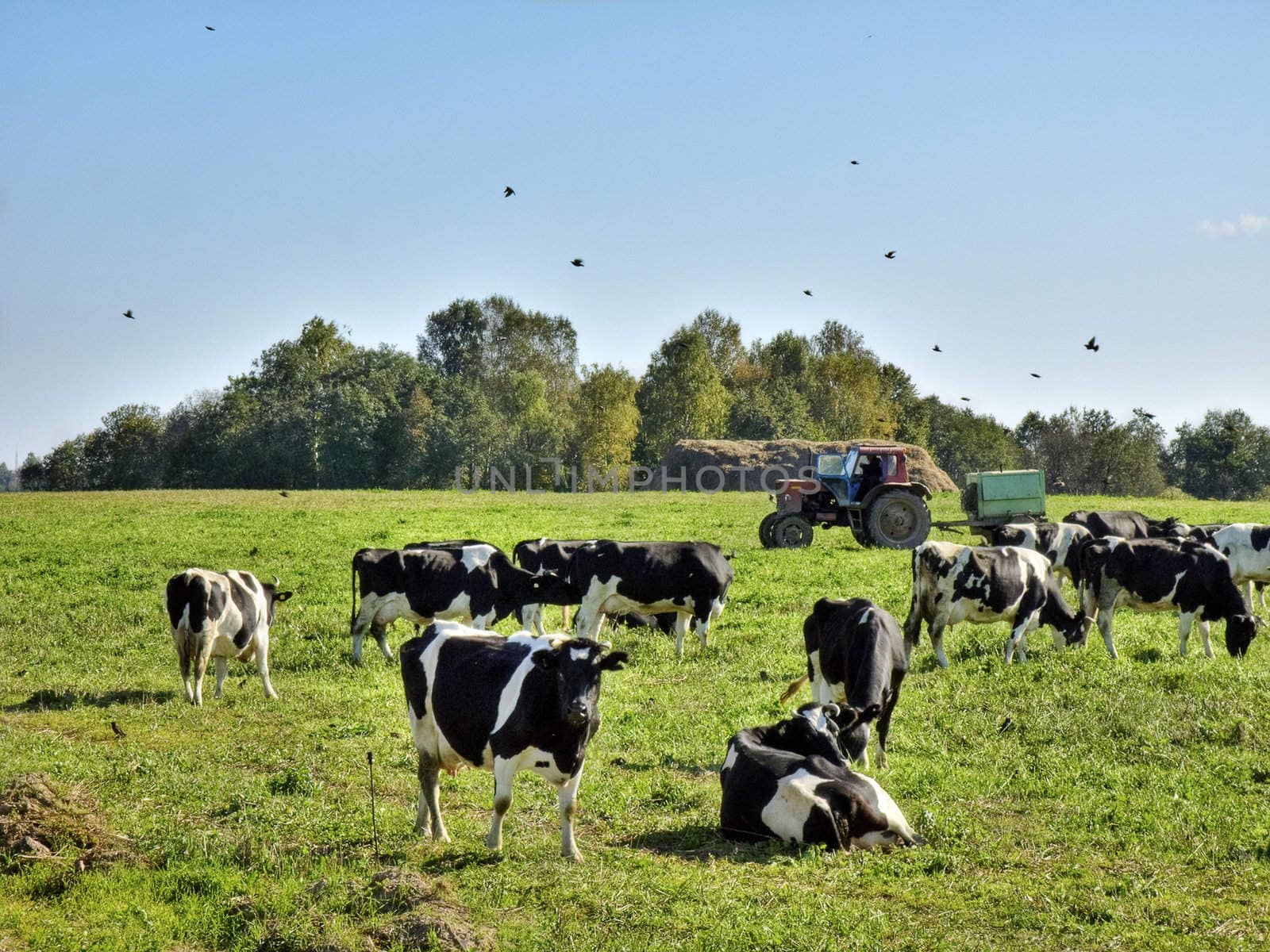 Cows on a green rural pasture