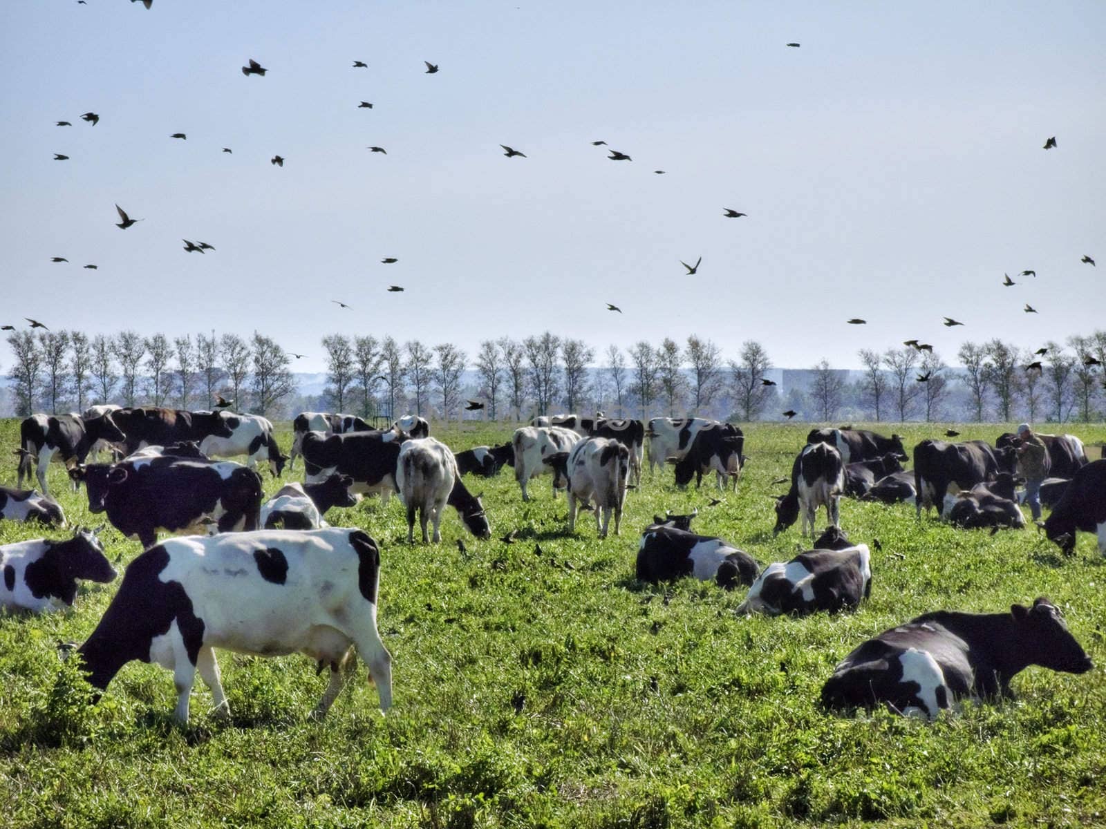 Cows and birds on a green rural pasture