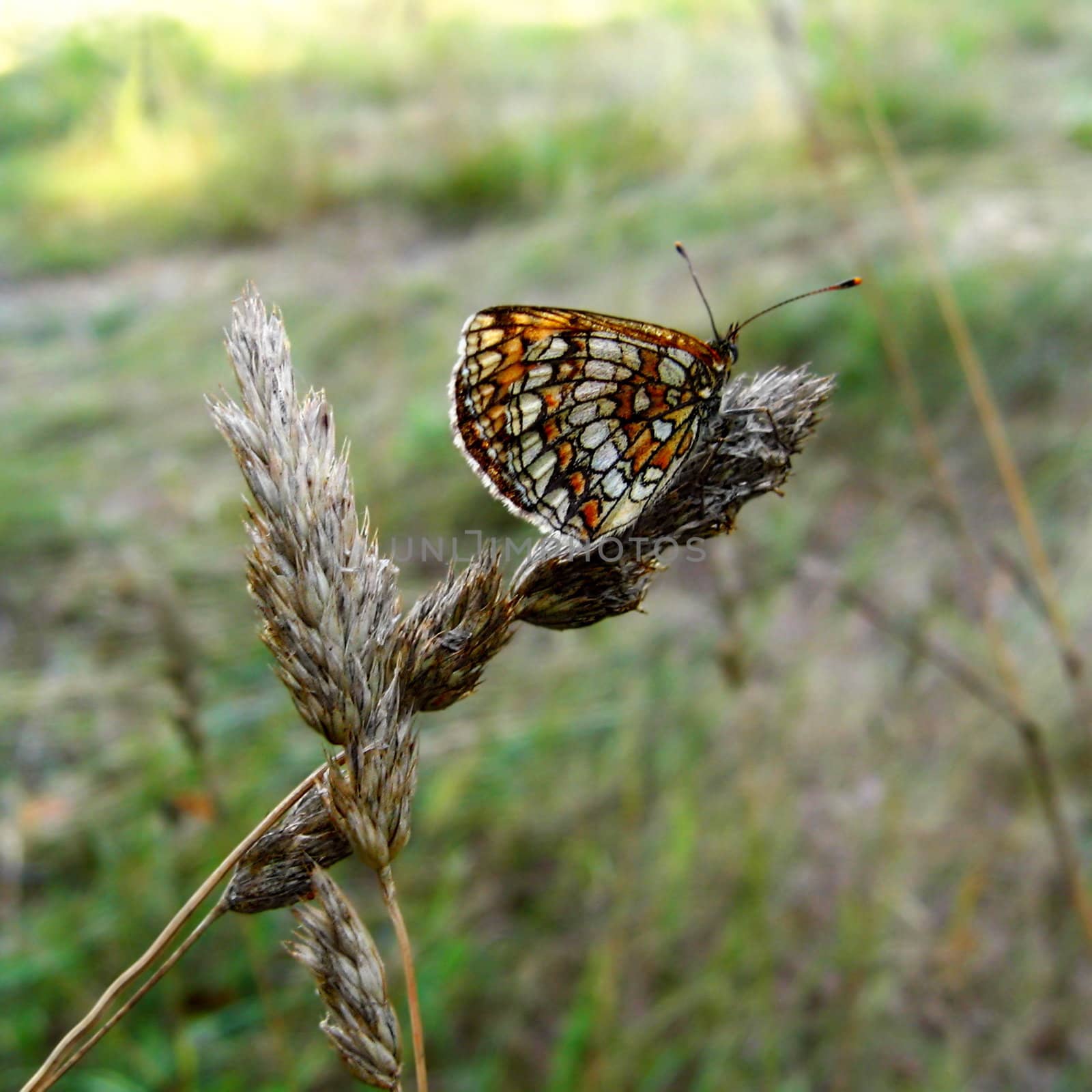 meadow butterfly by photoka