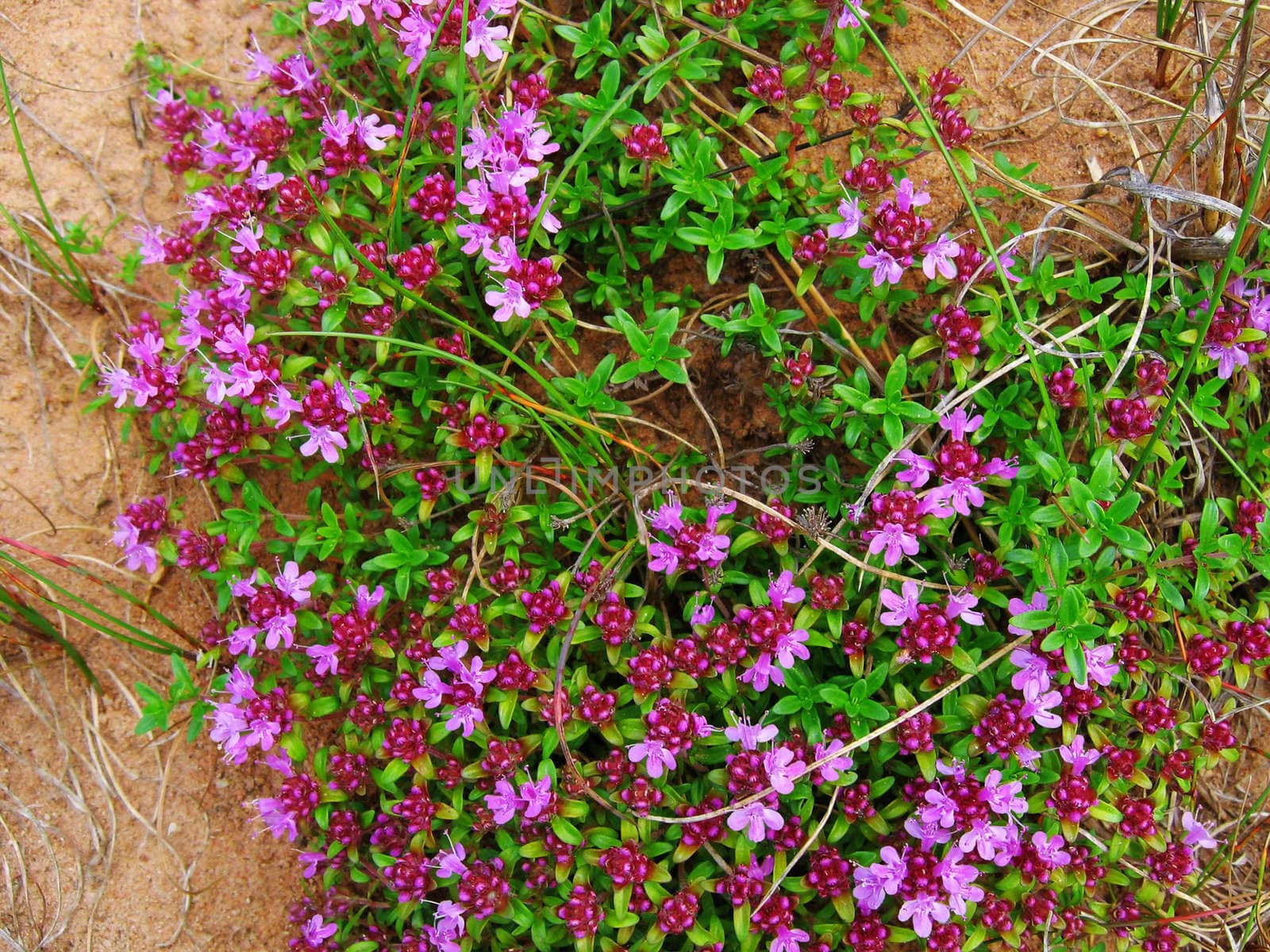 pink flowers carpet on sand background