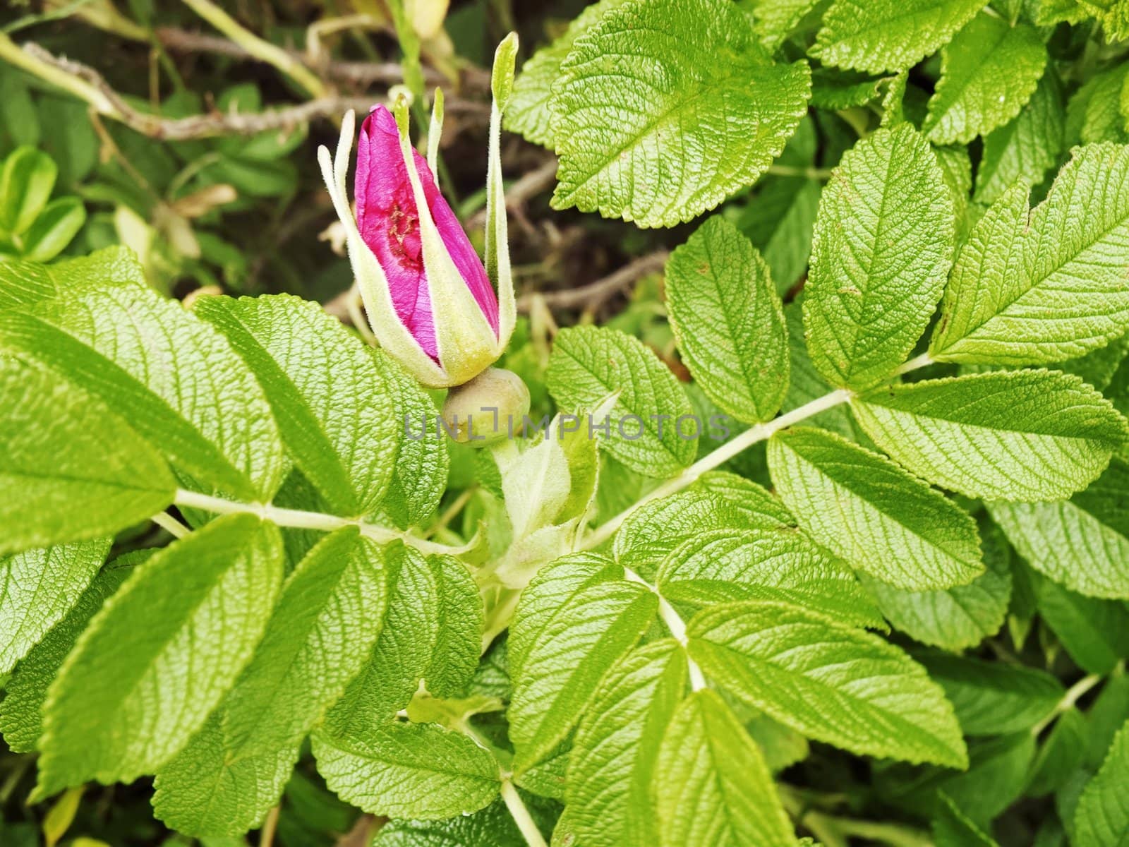 Not dismissed red flower of a dogrose