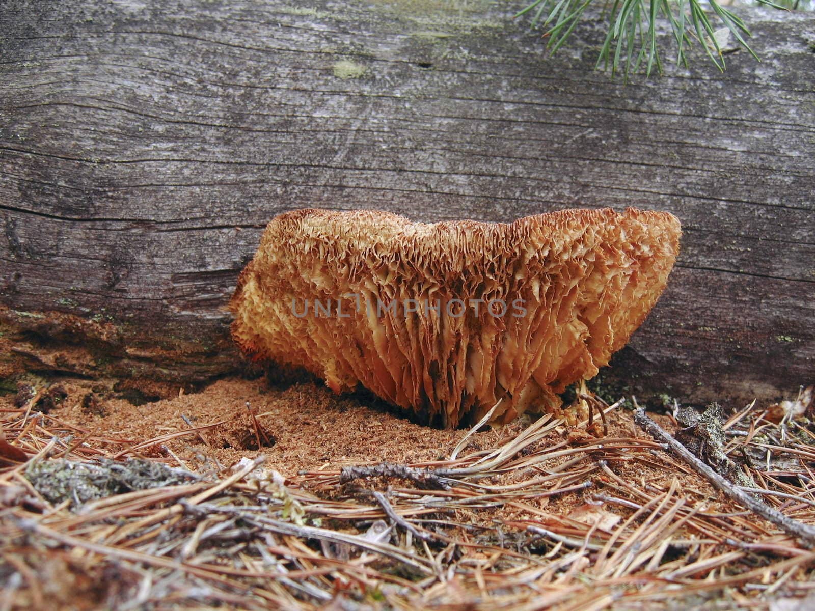 Mushroom near the old fallen tree