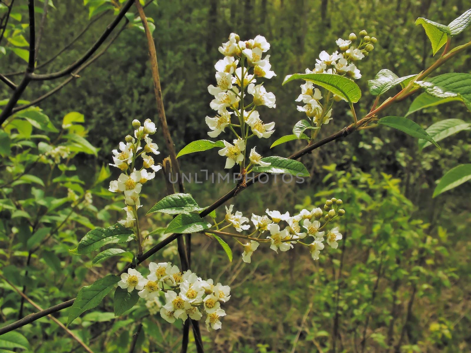 Branch with white flowers  of a bird cherry