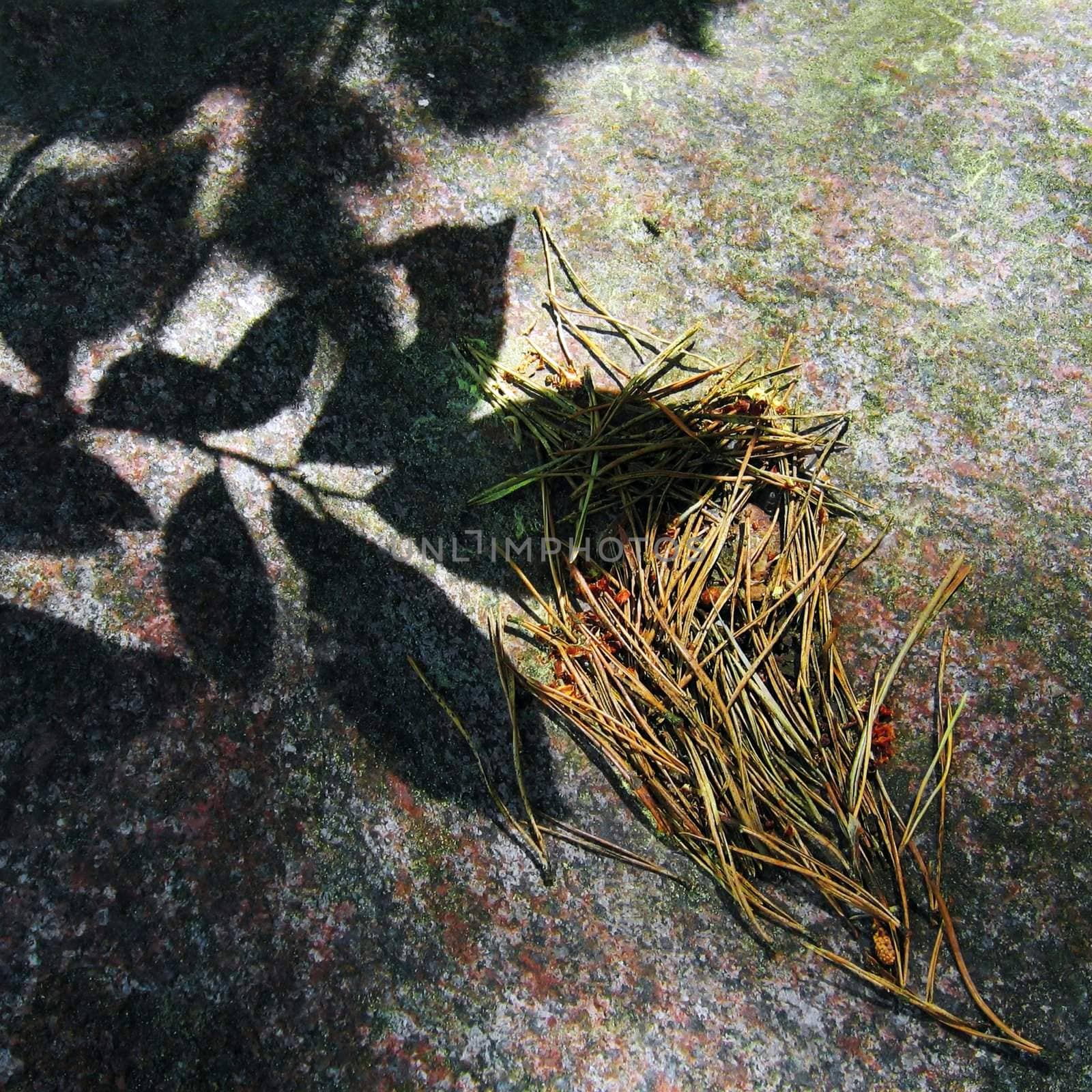 Dry pine needles and shade of live leaves on a granite boulder background