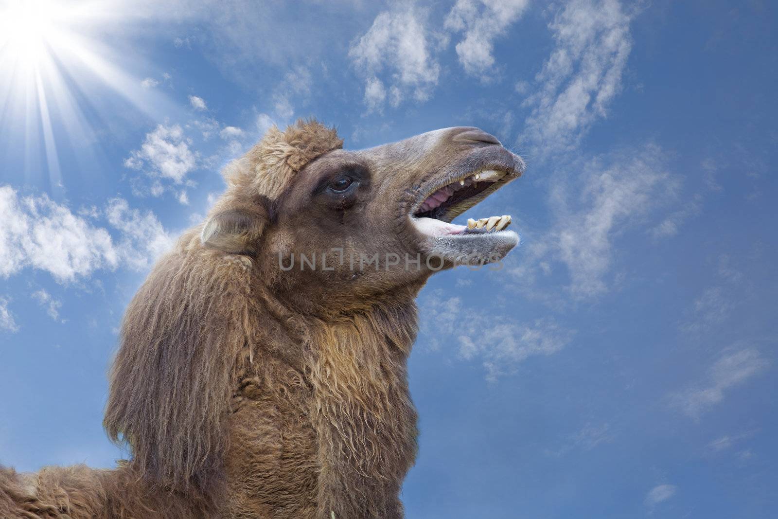 Camel by kjorgen