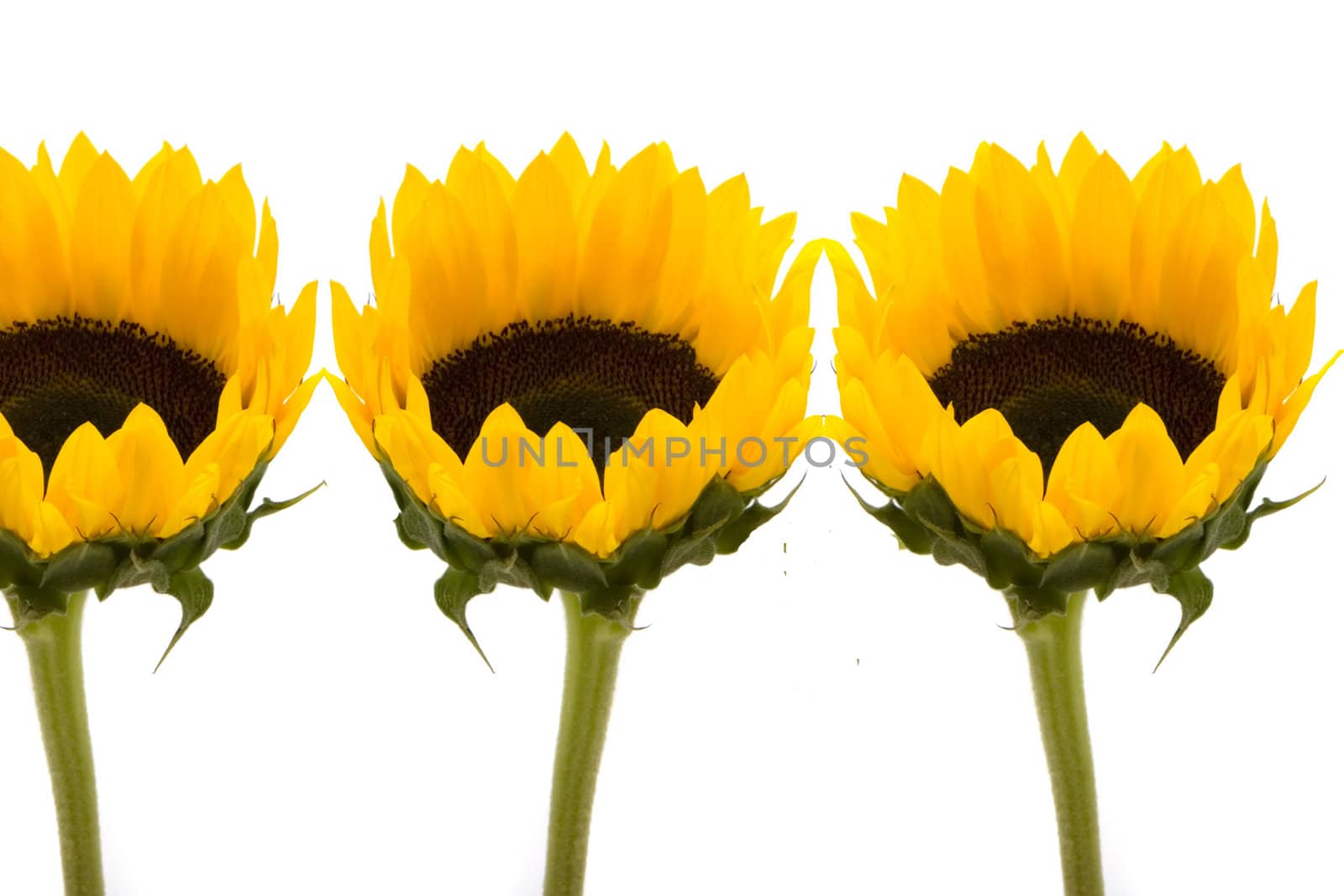 Beautiful sunflowers by Baltus