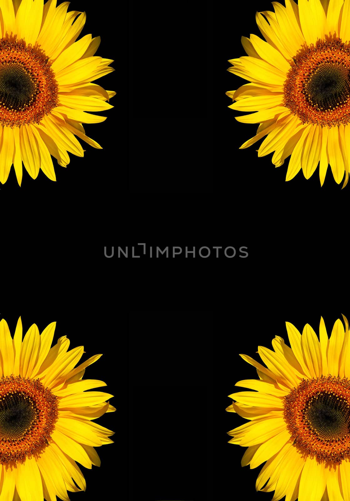 sunflower background. by Baltus