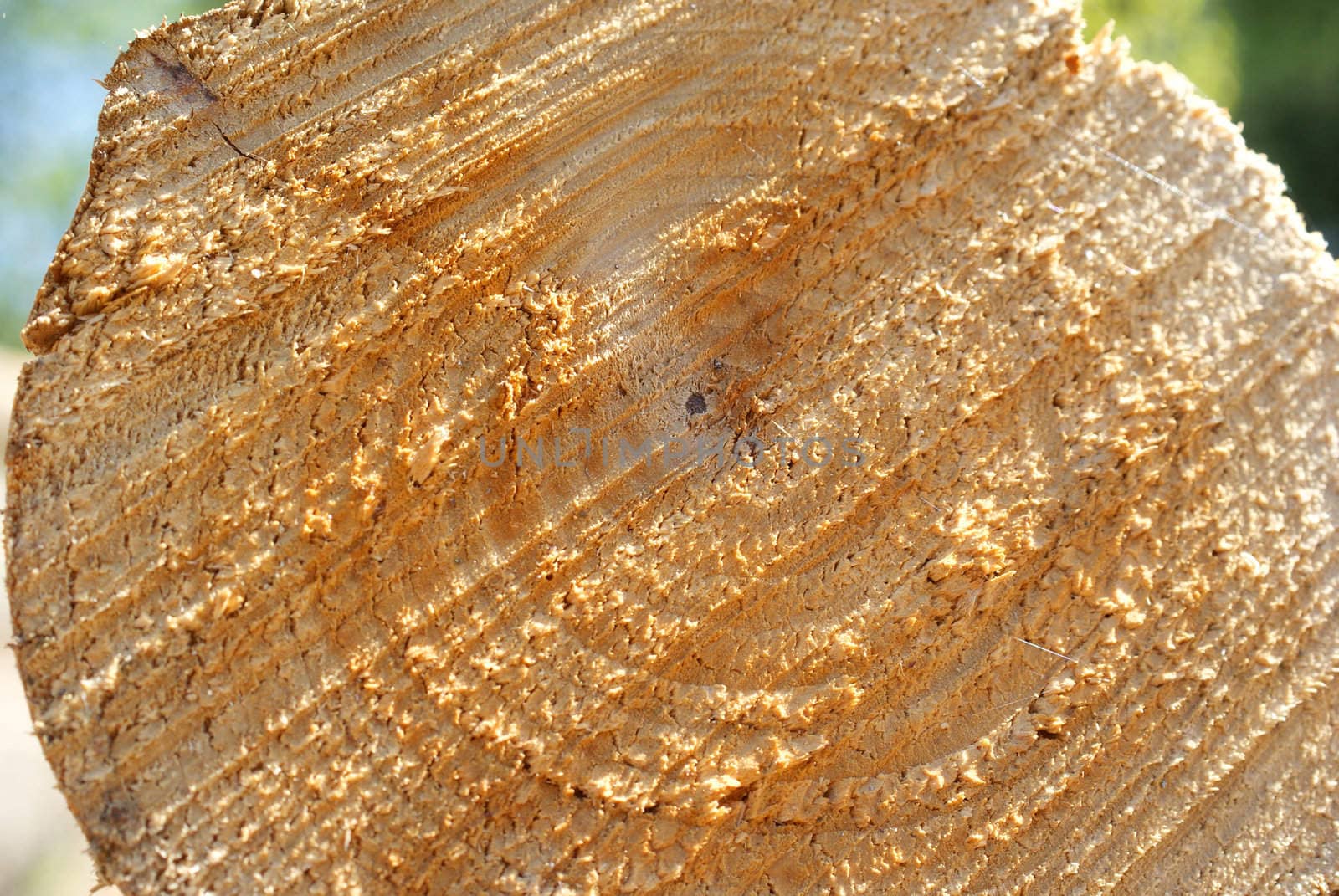 End of a birch log close up showing the texture and growth rings. Photographed in Salo, Finland in May 2010.