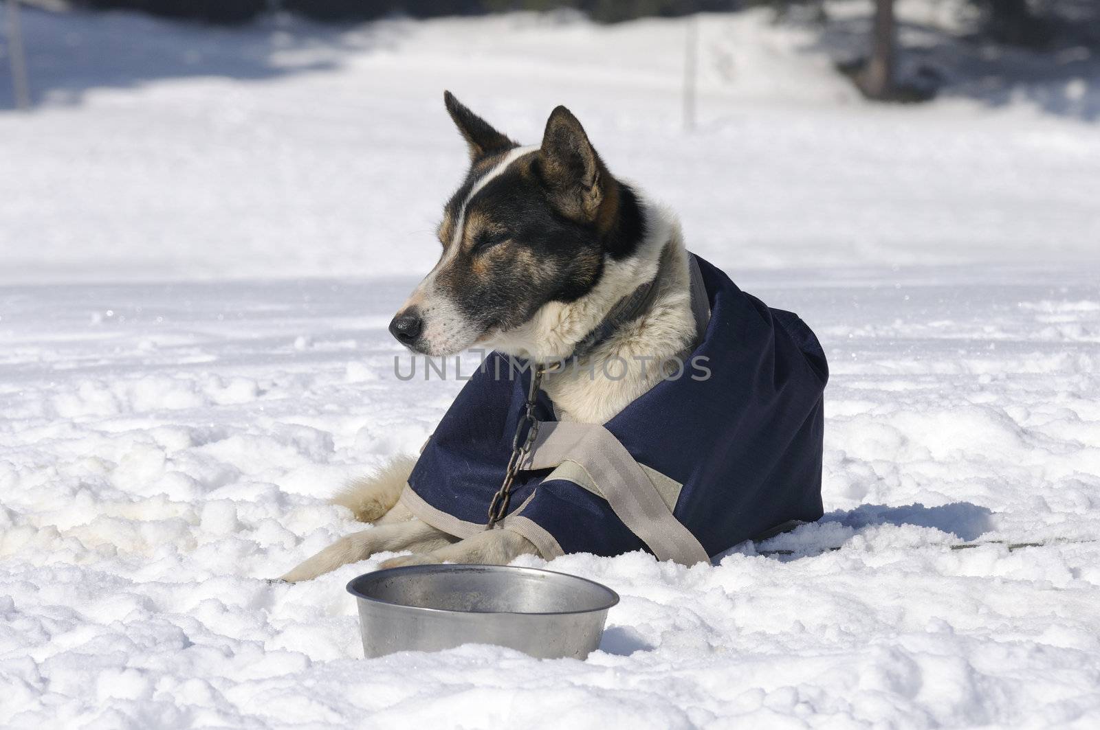 nice dog in the snow  by ventdusud