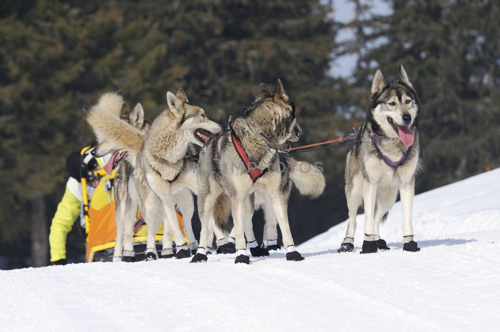 dogs team running in the snow