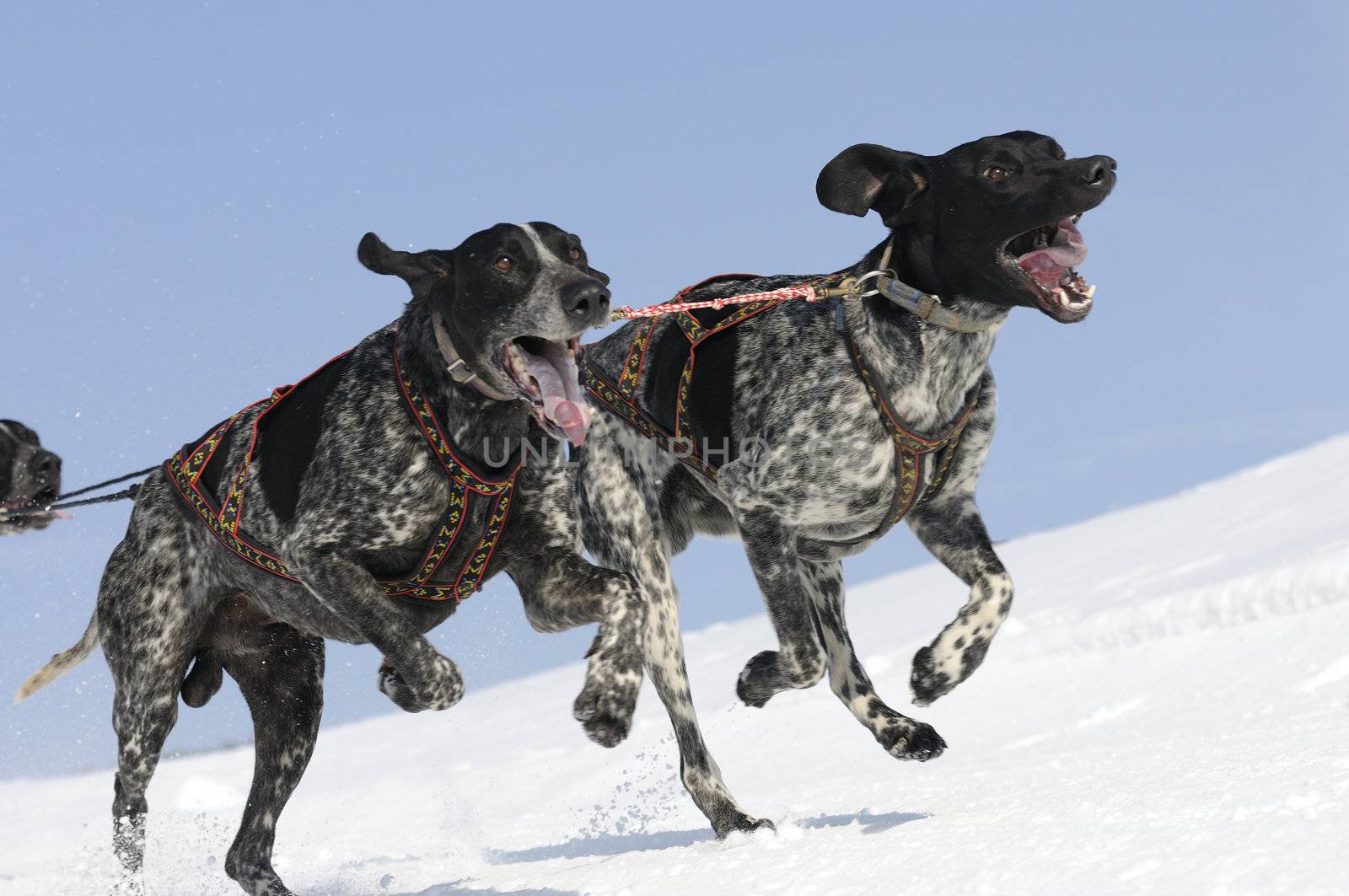 dogs team running in the snow