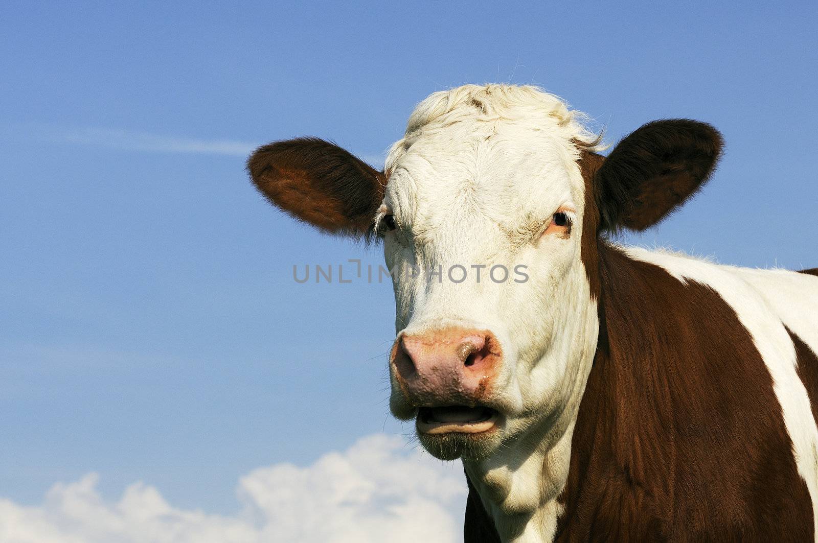 Portrait of cow  by ventdusud