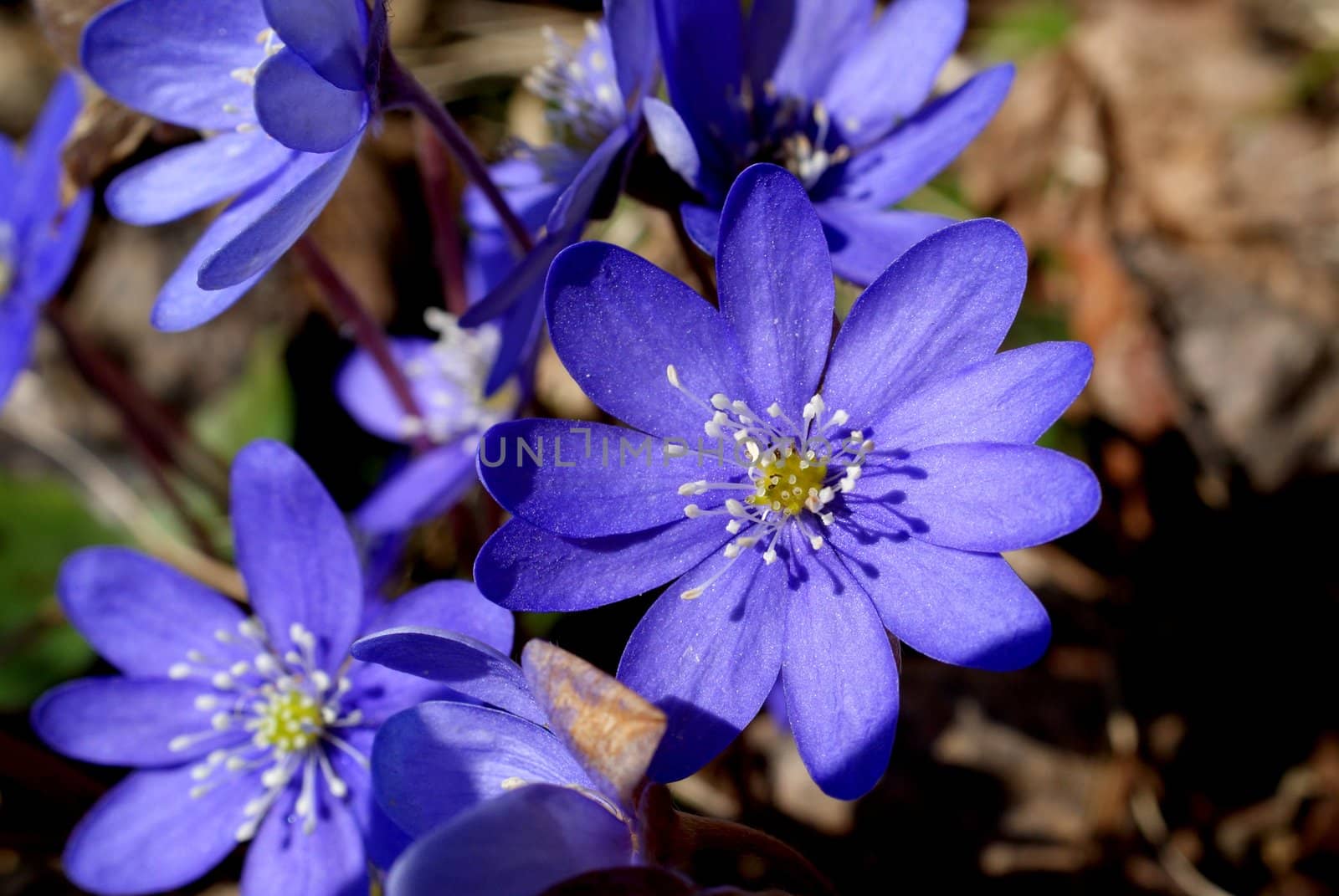 Hepatica nobilis flowers in forest in early spring. Photographed in Salo, Finland in April 2010.