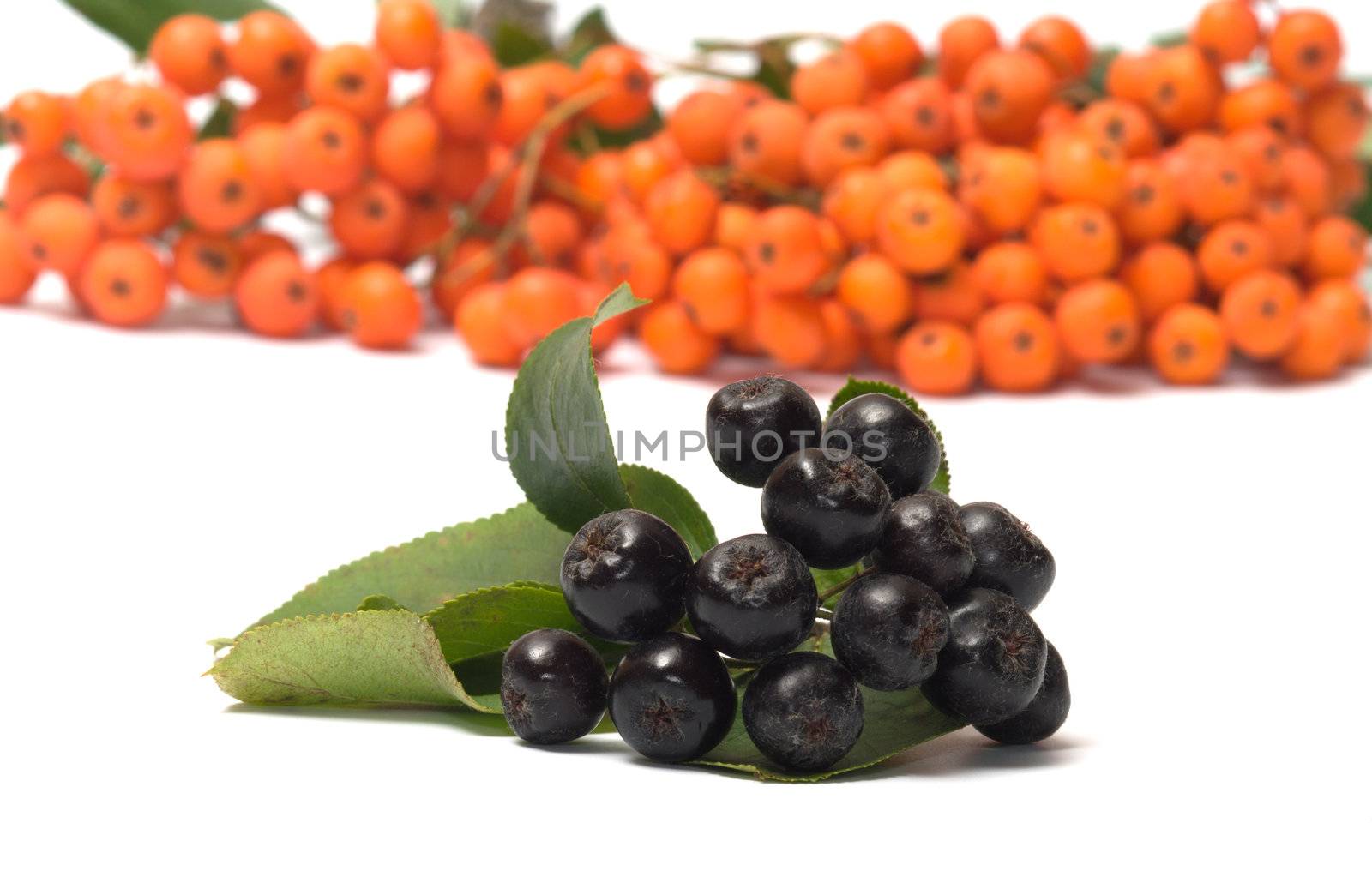 Berries red and black ashberry on a white background.