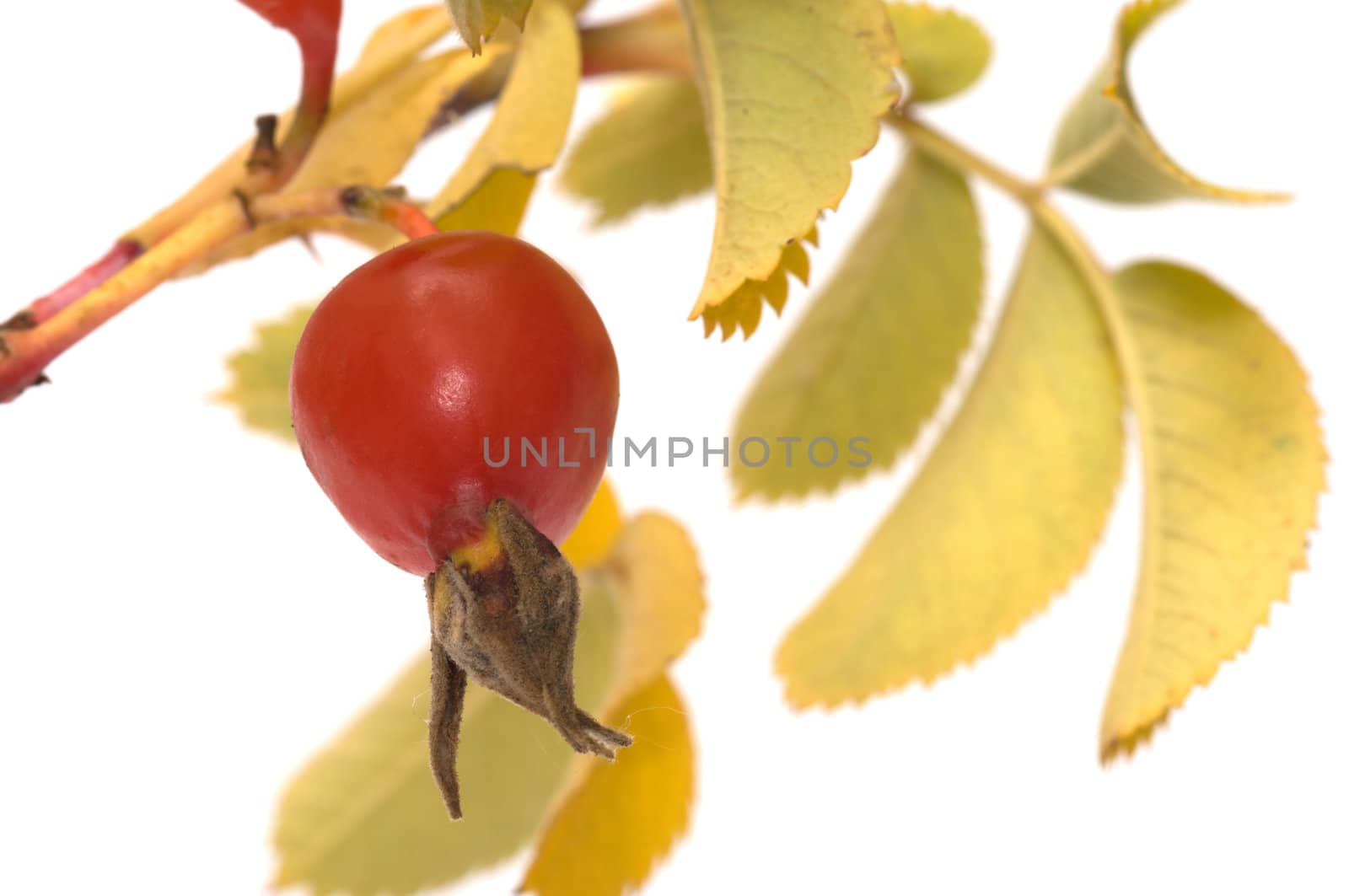 Dogrose branch close up it is isolated on a white background.