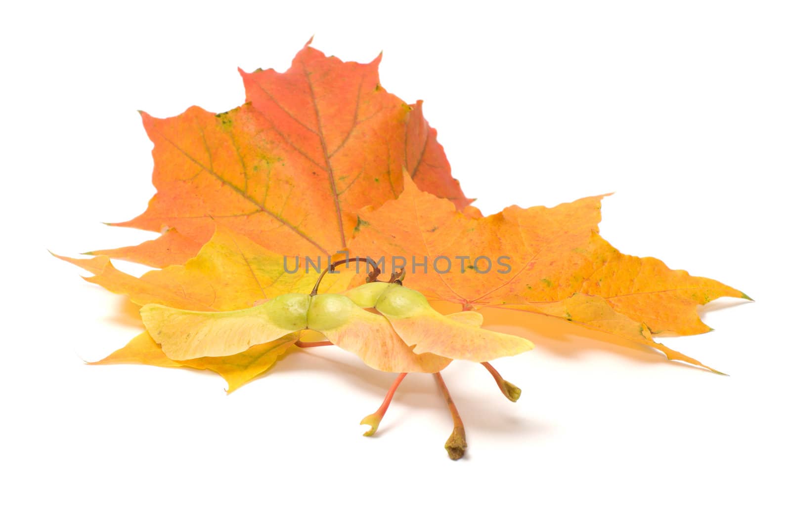 Yellow maple leaves and seeds it is isolated on a white background.