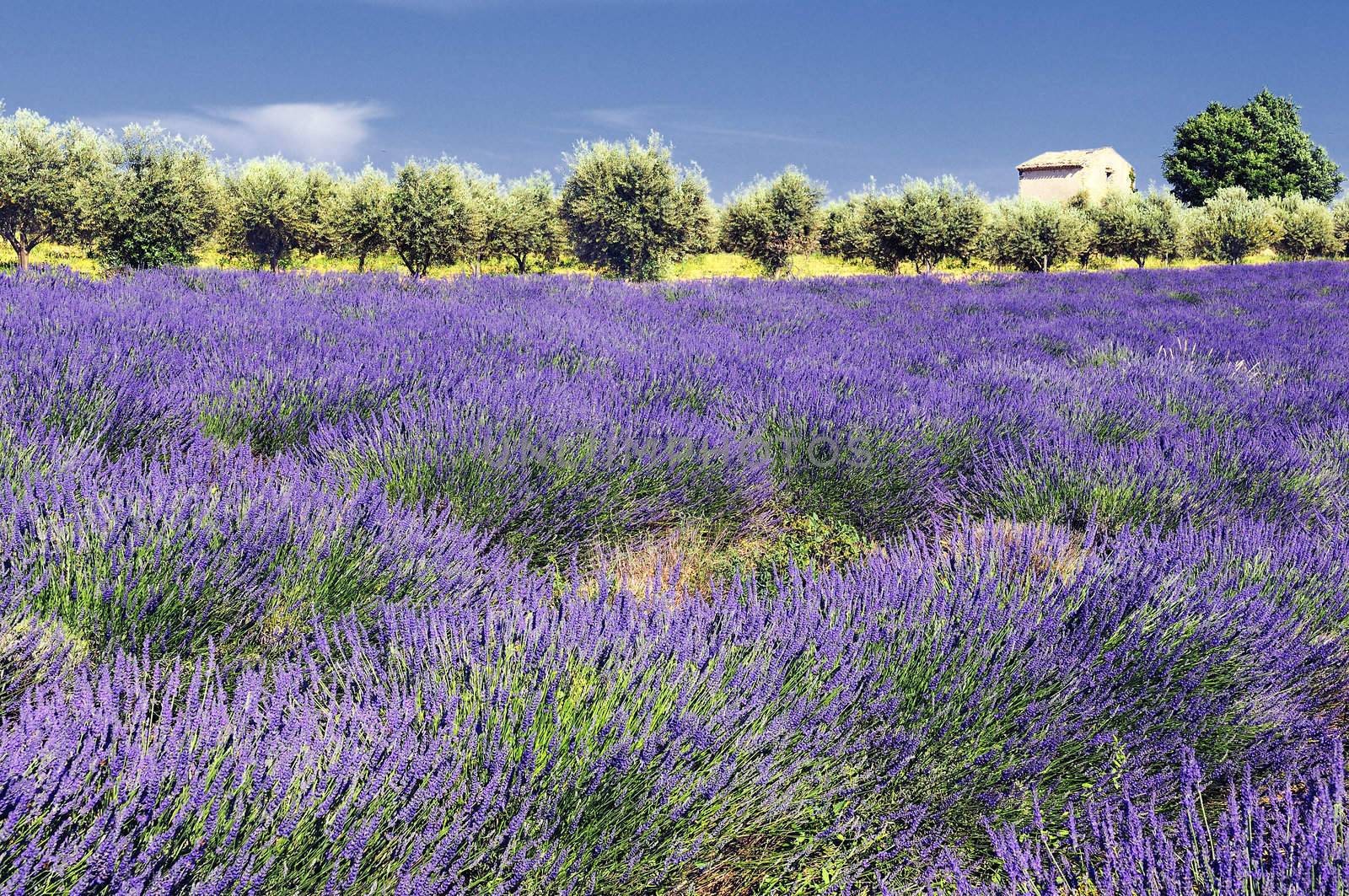 Image shows a lavender field in the region of Provence, southern France