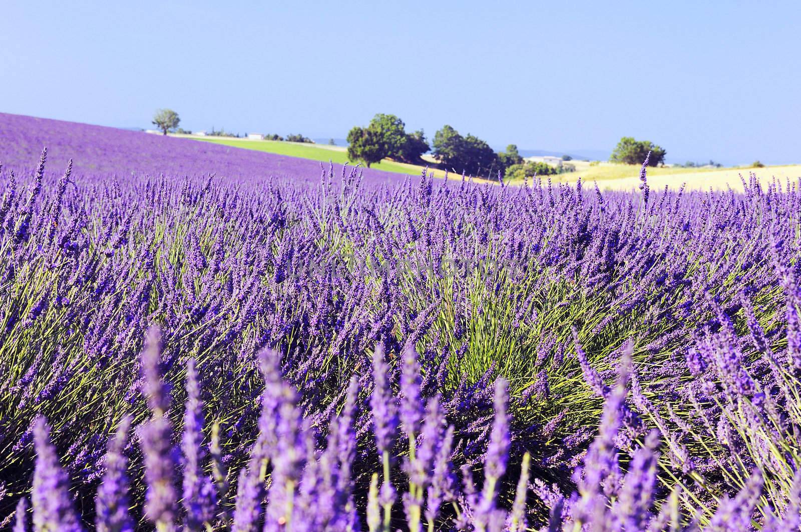 Image shows a lavender field in the region of Provence, southern France