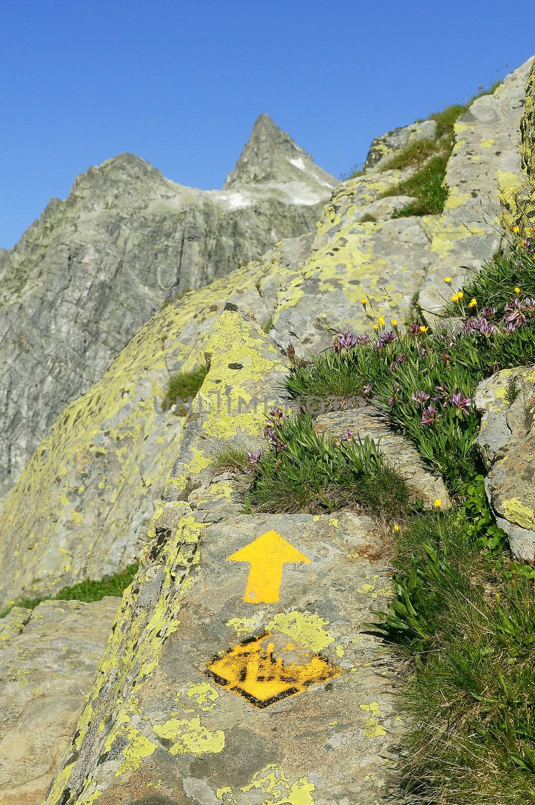 Tag trekking, the Great Saint Bernard Pass, Alps, Italy Switzerland