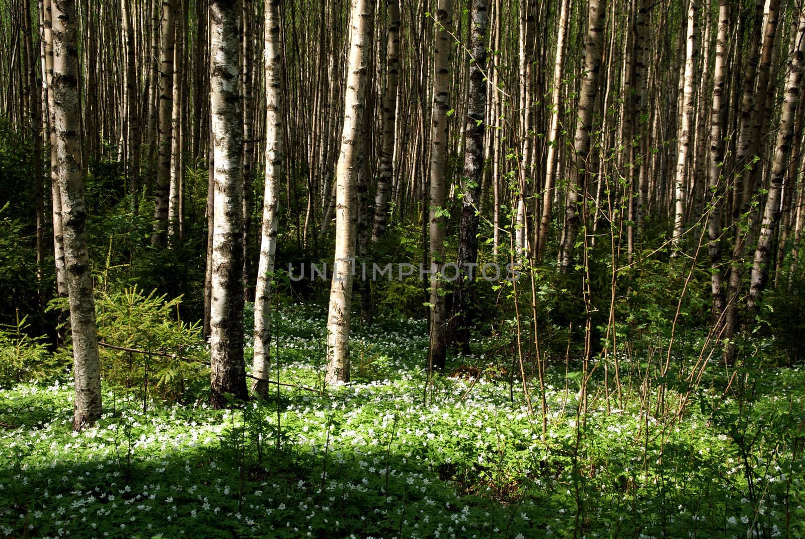 Light and shade in young birch tree forest with a lot of anemone nemorosa (Windflower) flowers. Photographed in Salo, Finland in May 2010.