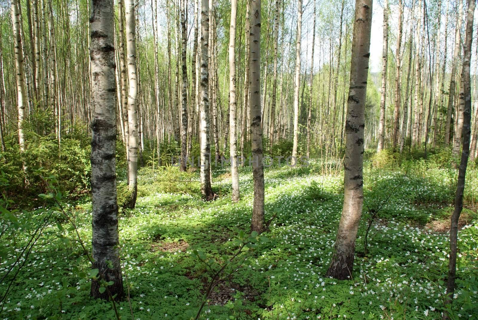 Sunlight in young birch tree forest with a lot of Anemone nemorosa (Windflower) flowers. Photographed in Salo, Finland in May 2010.