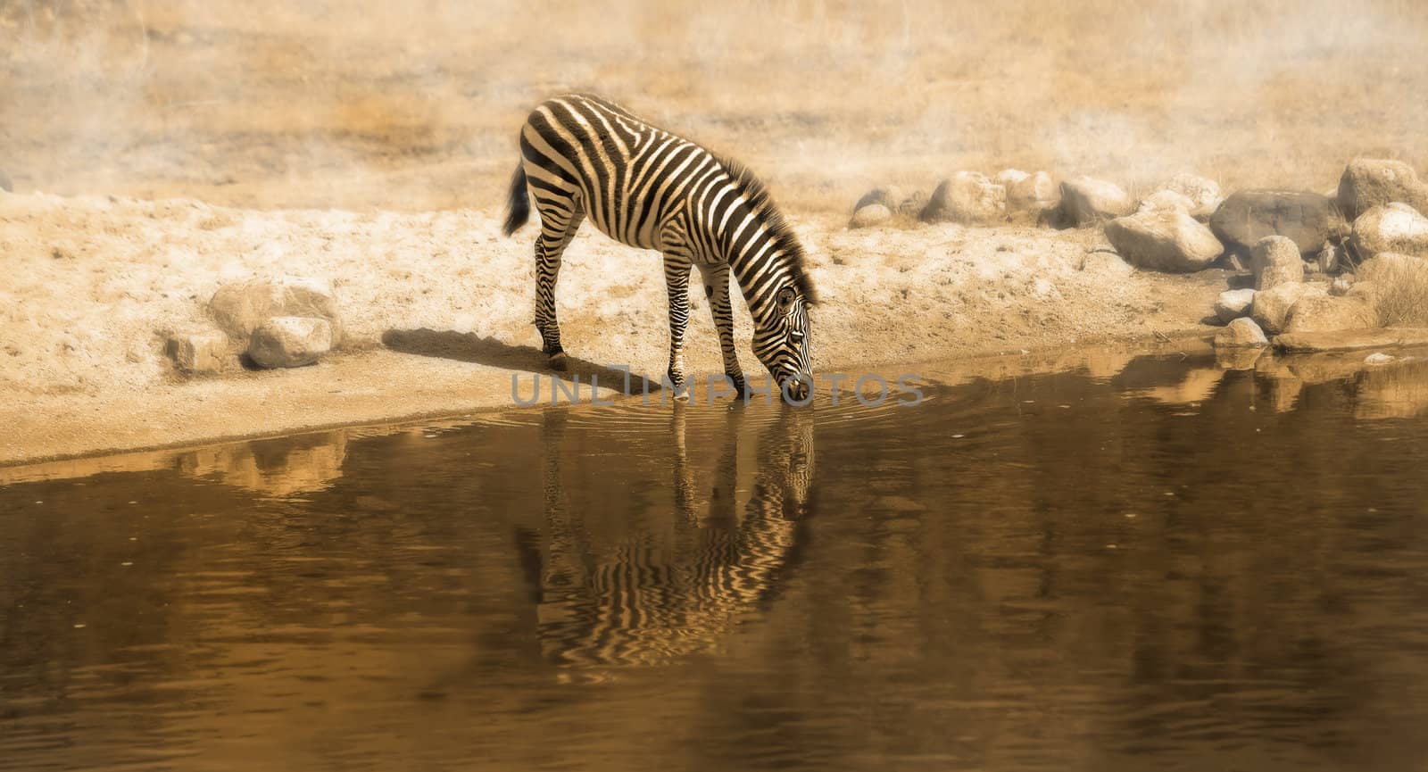 A panorama picture of a Zebra drinking water from a waterhole
