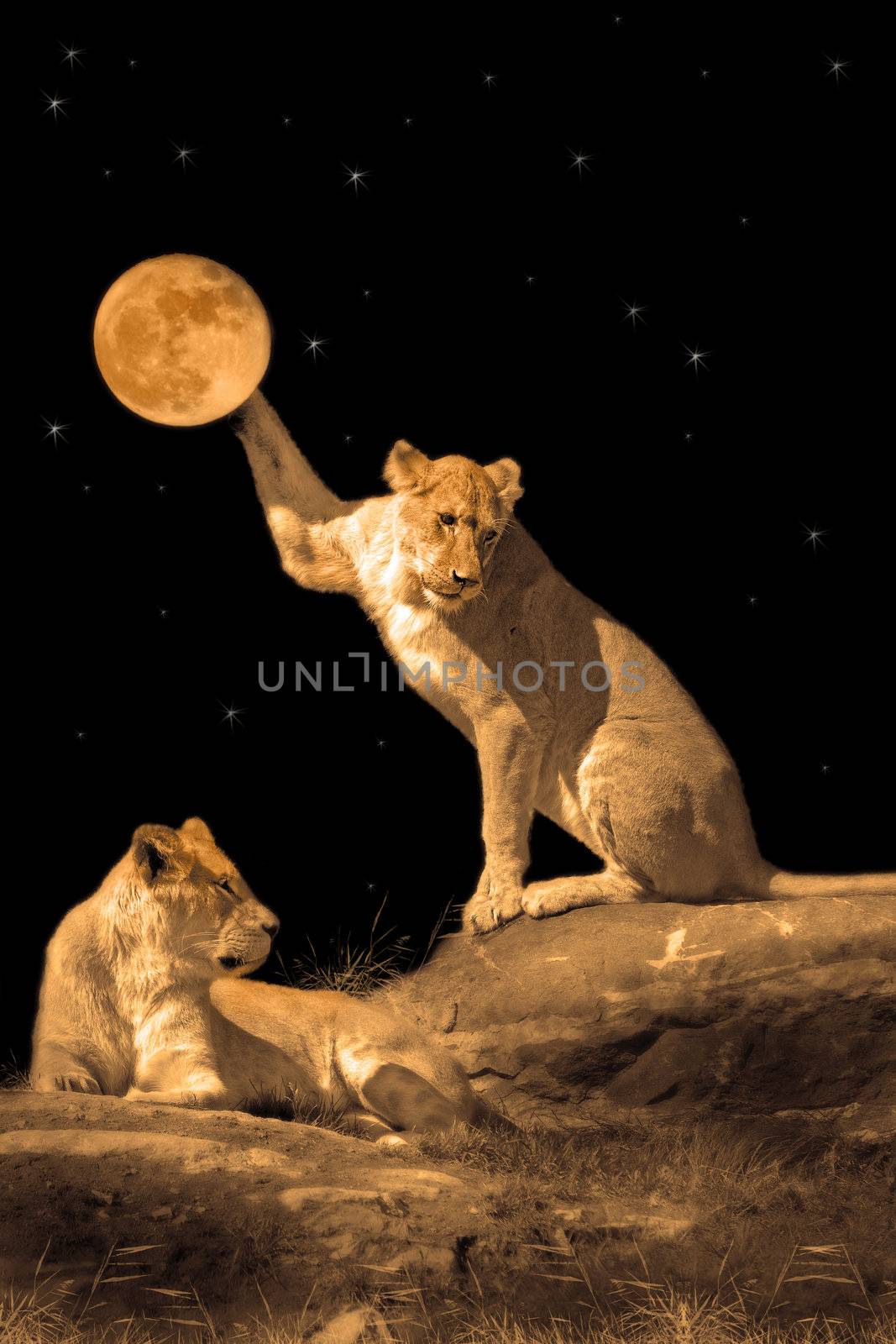 Lioness by kjorgen