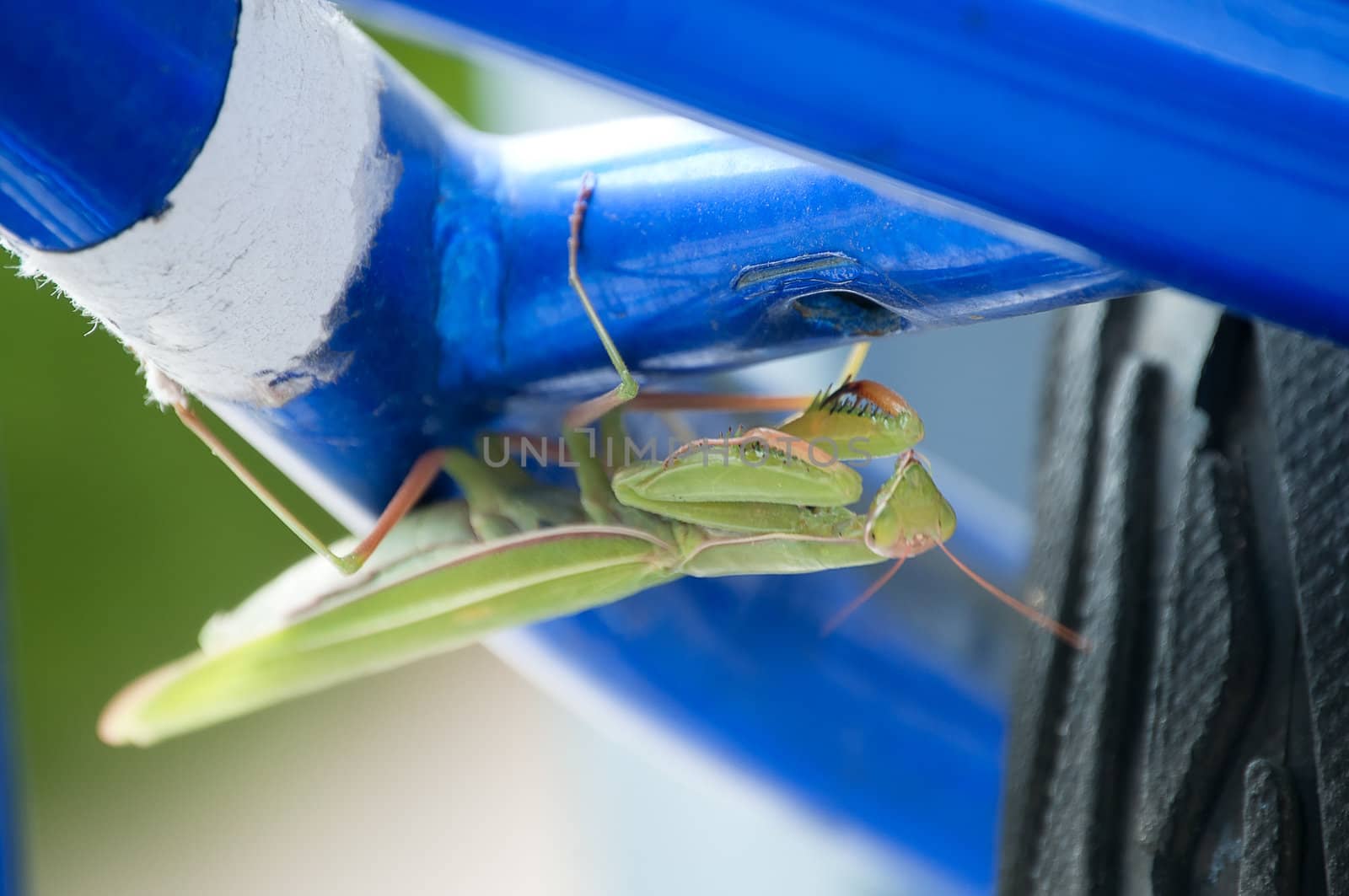 Praying Mantis hiding on the underside of a bicycle after laying its eggs.